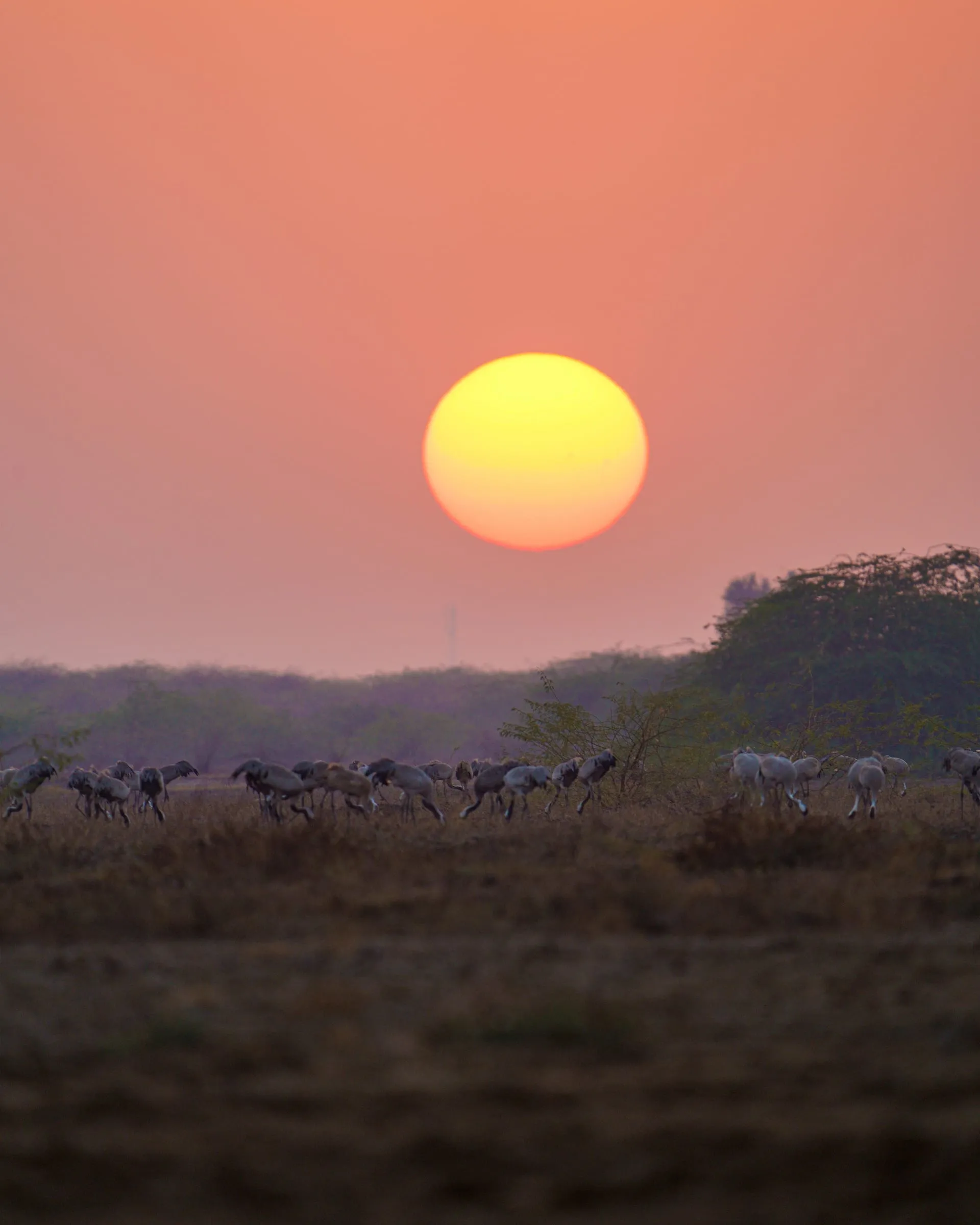 Sunset on the Rann