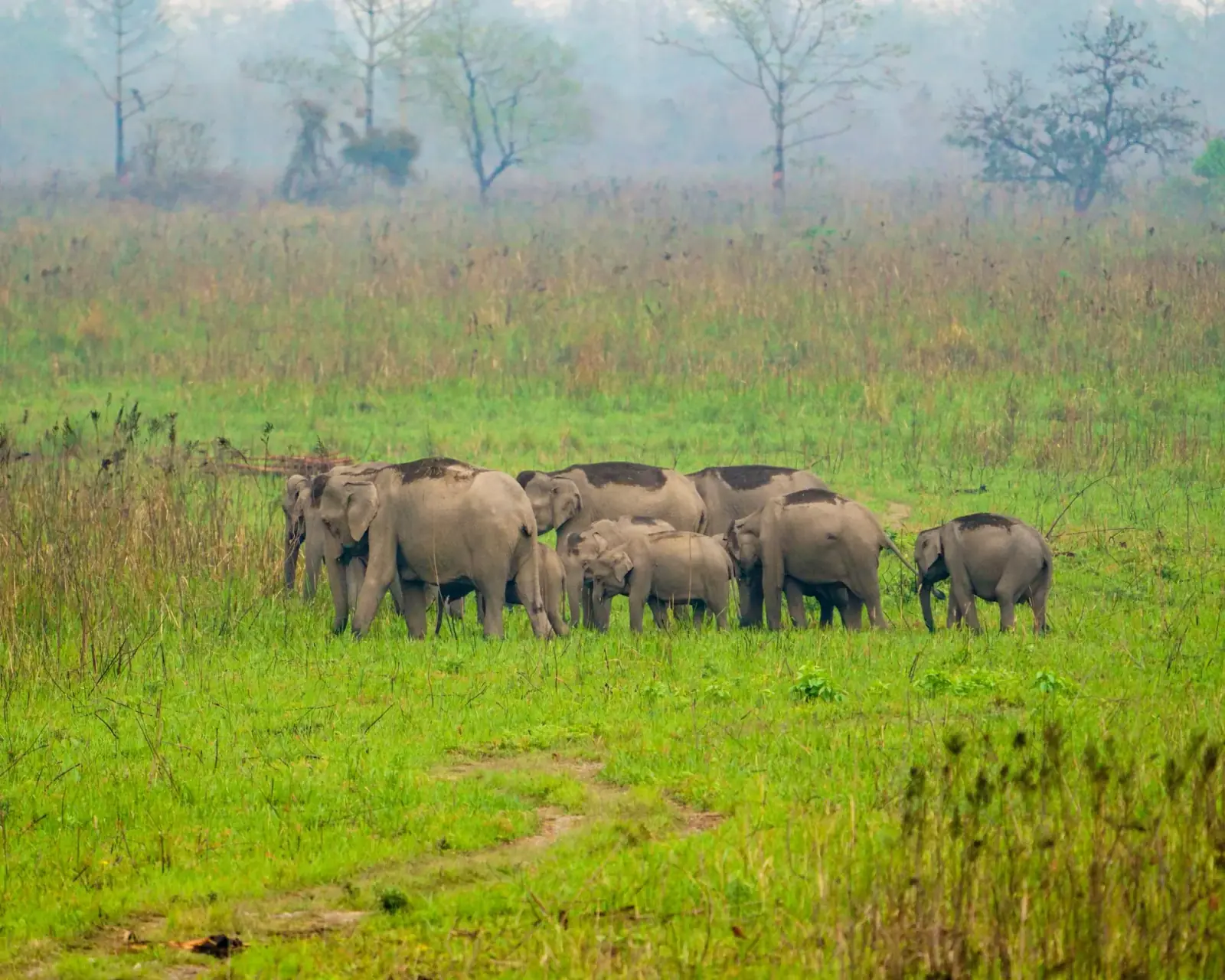 An elephant herd