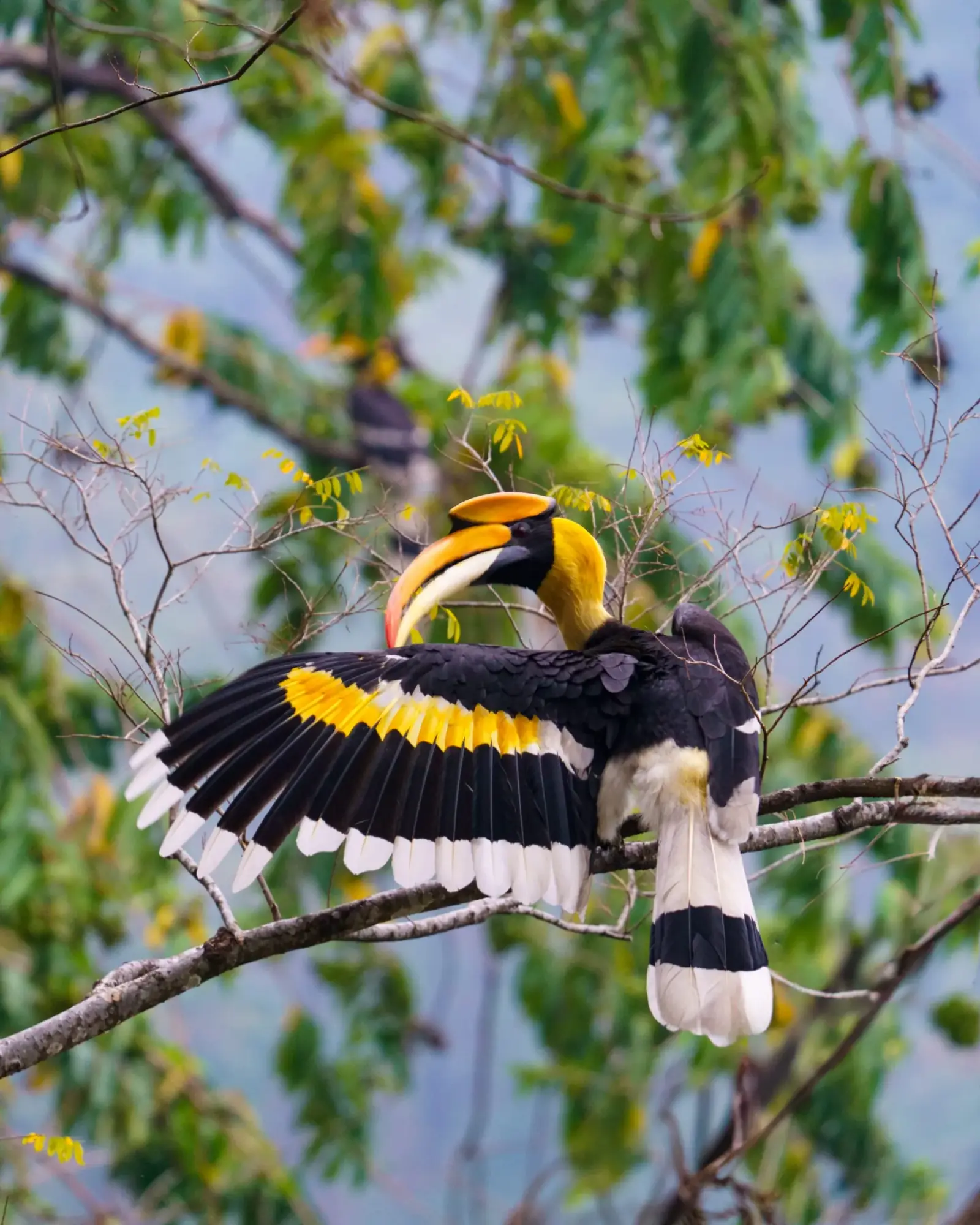 Great hornbill