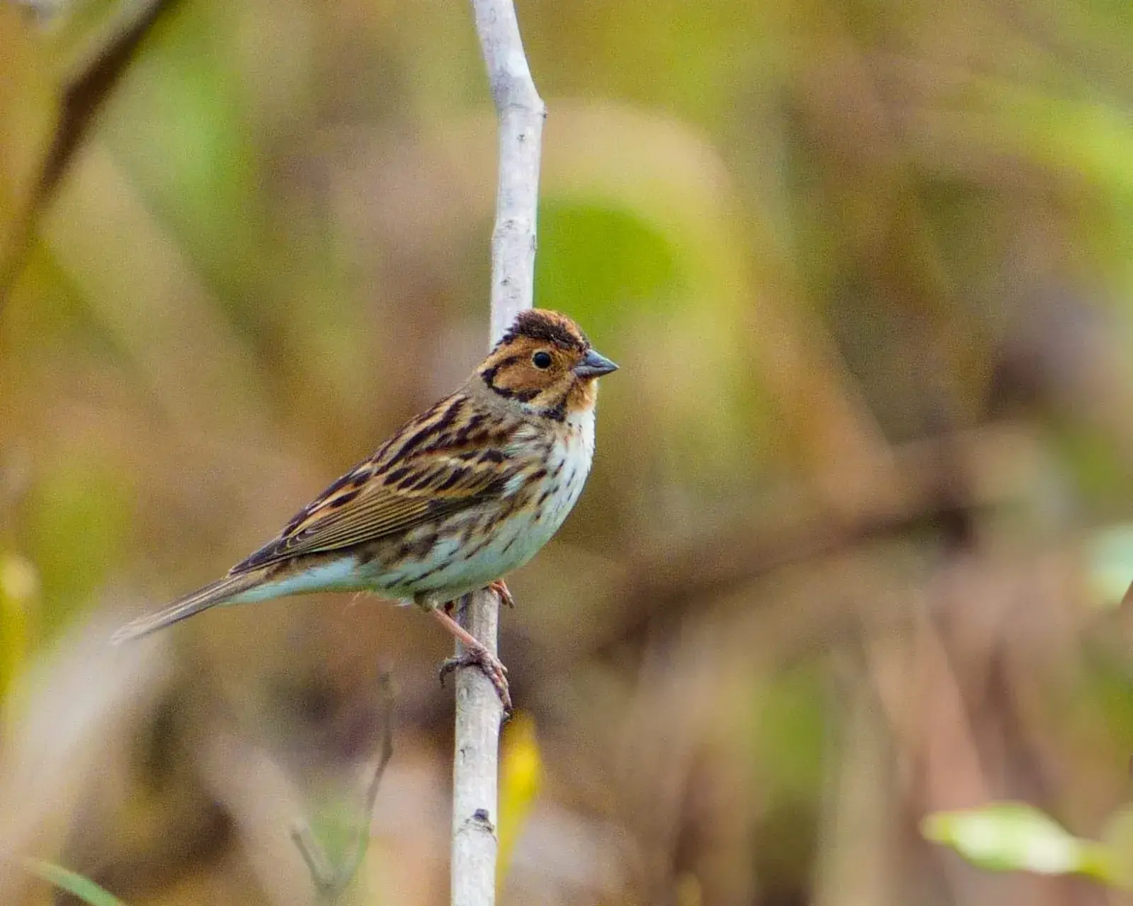 Little bunting