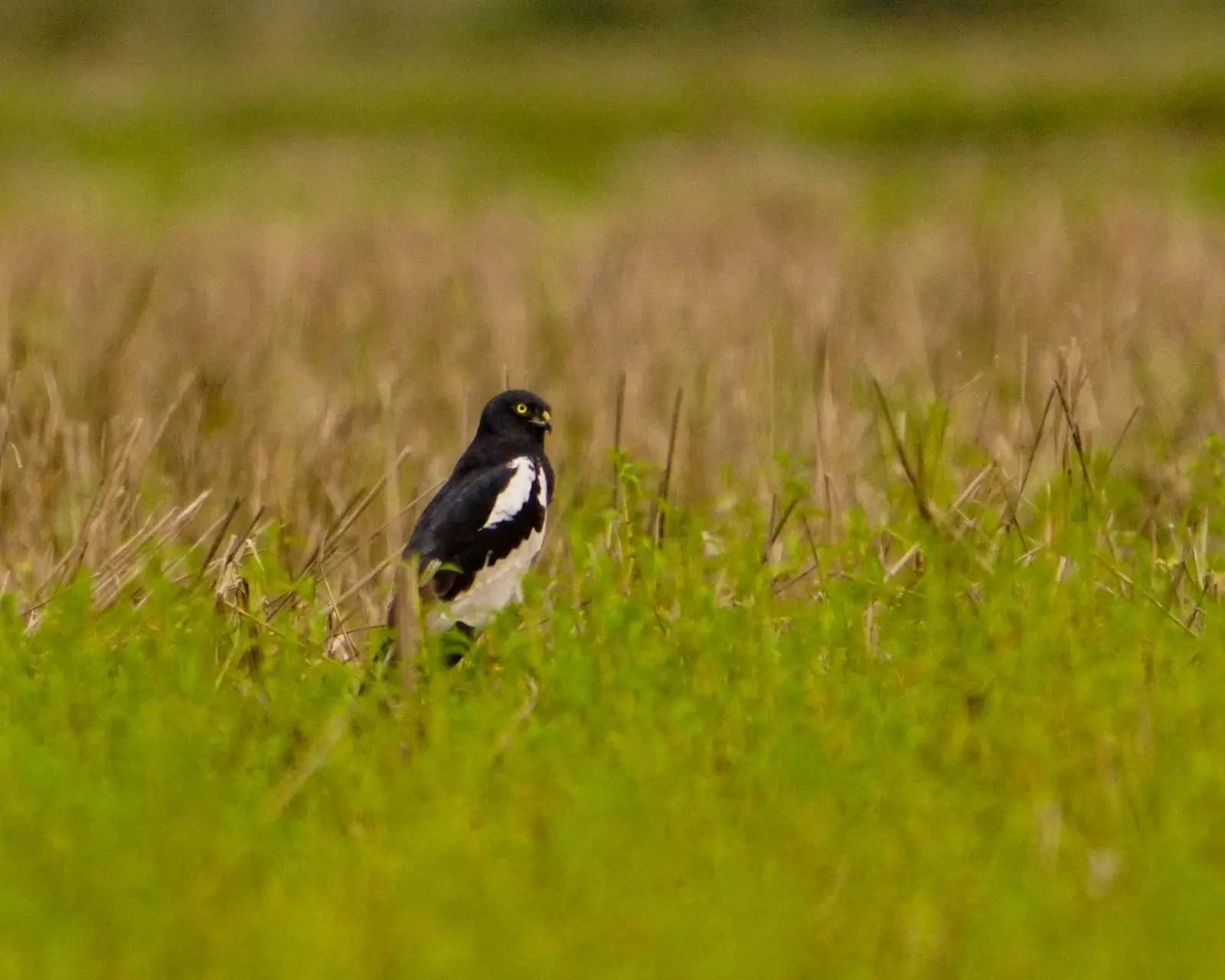Pied harrier