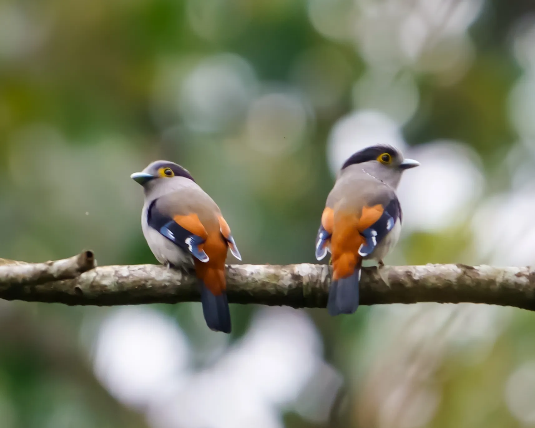 Silver-breasted broadbill