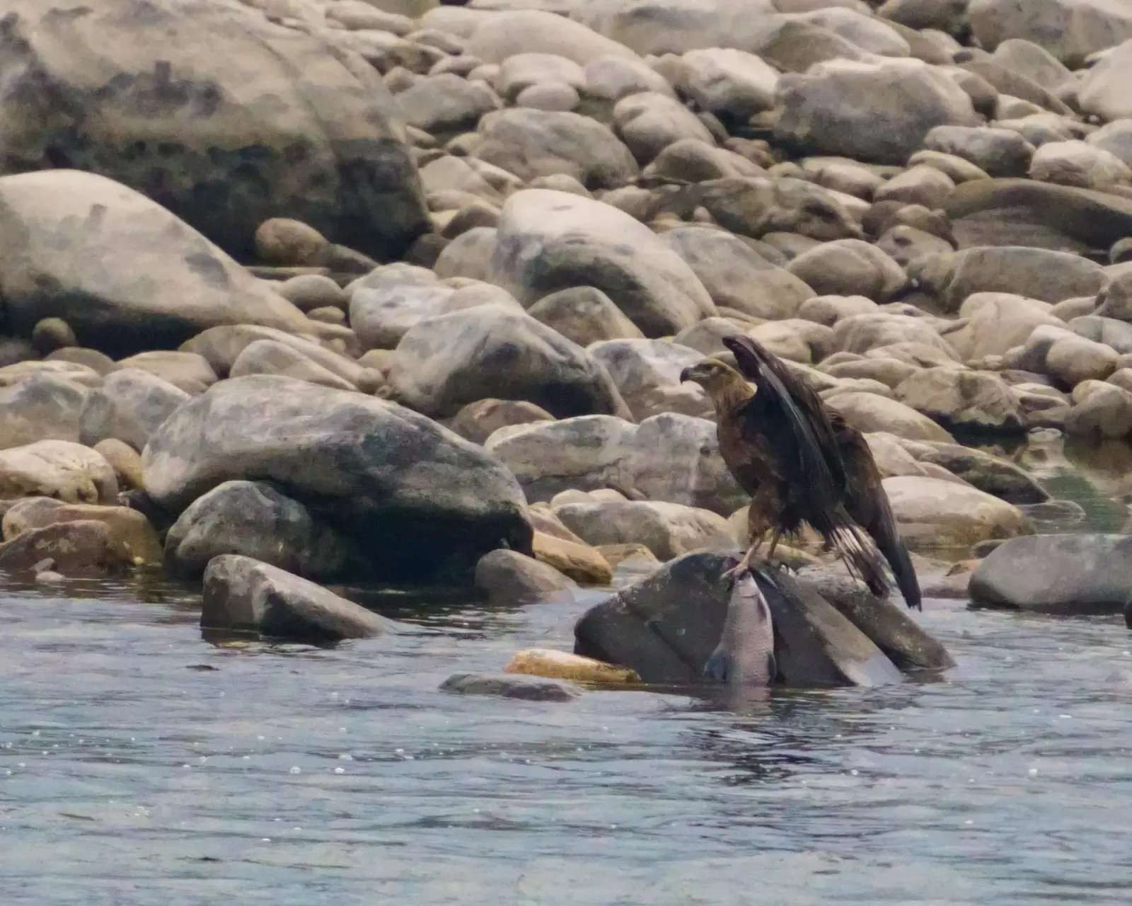 White-tailed eagle