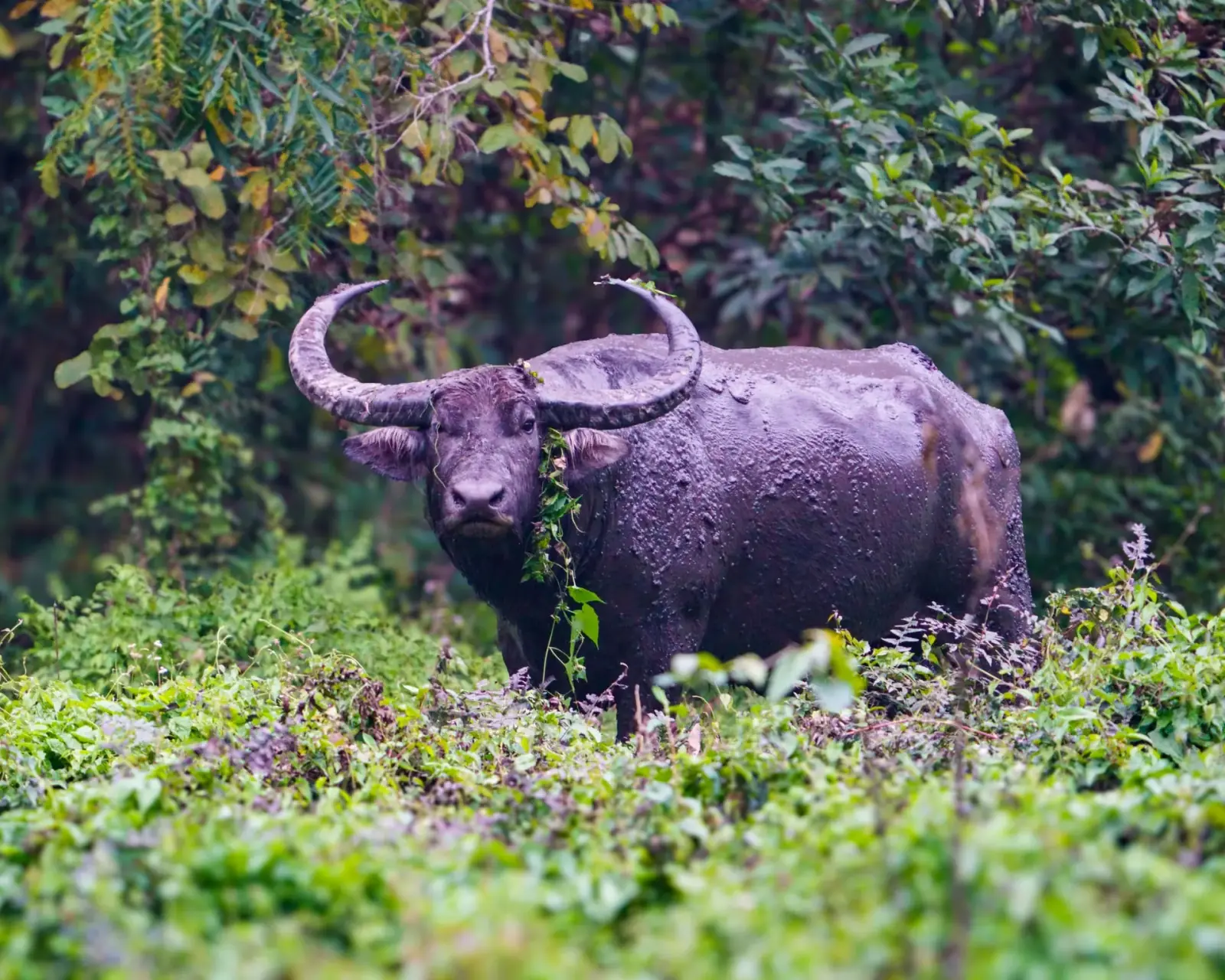 Wild water buffalo