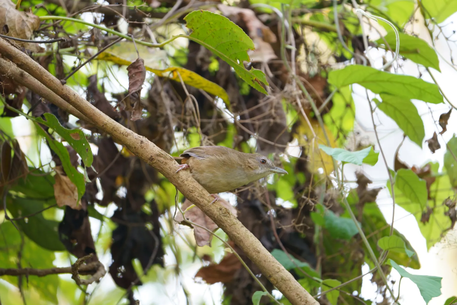 Abbott's babbler