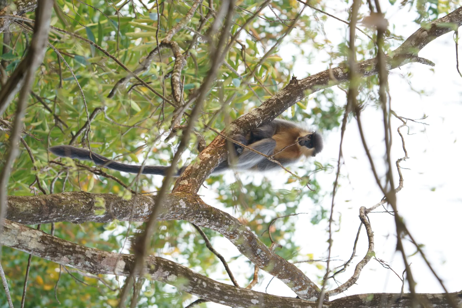 Capped langur