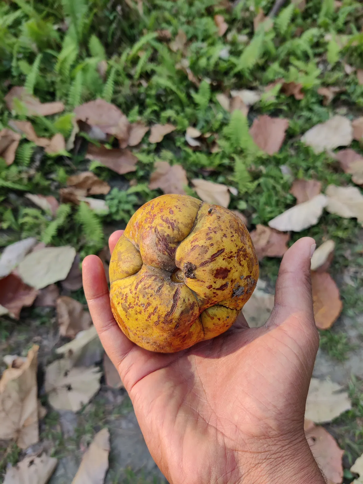Elephant apple