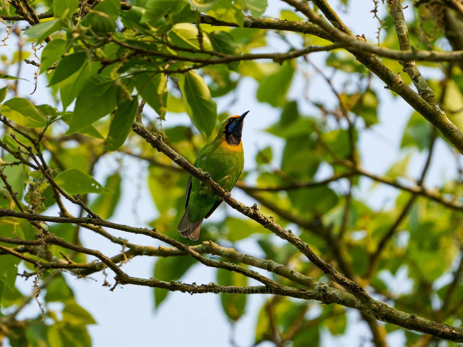 Golden-fronted leafbird