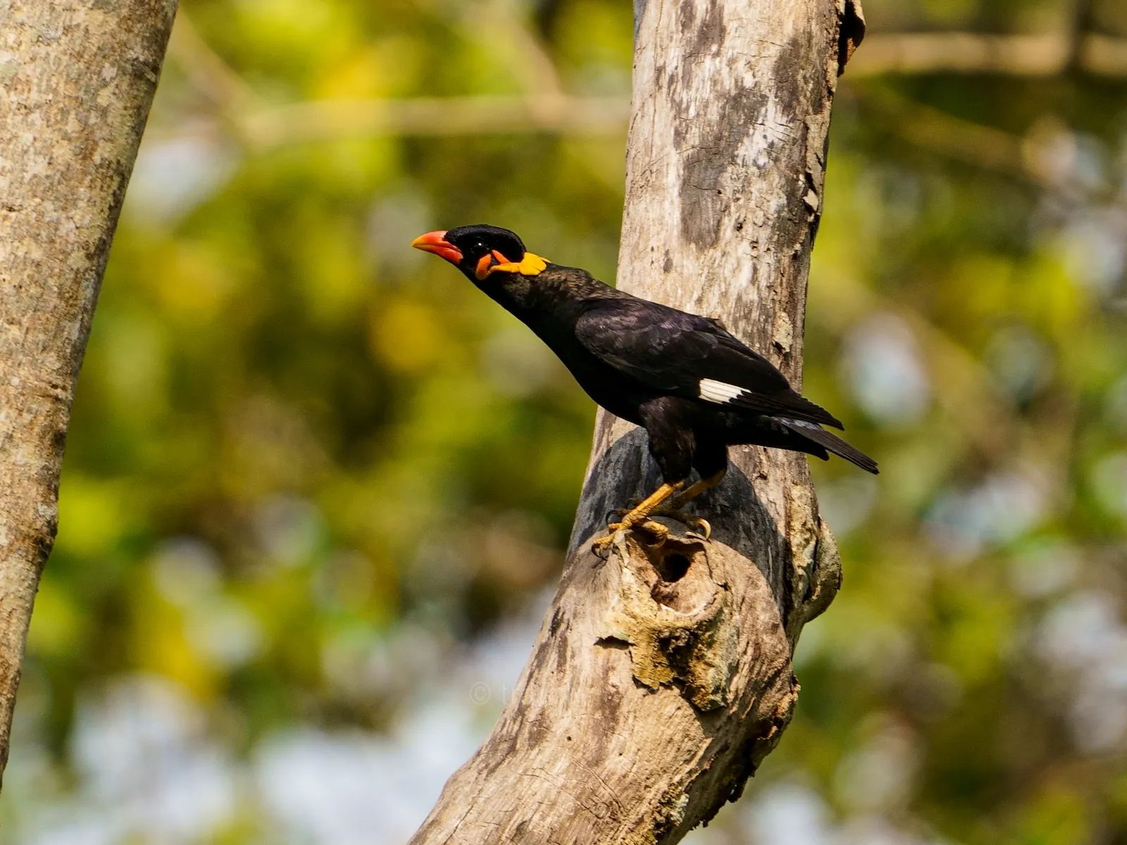 Common hill myna