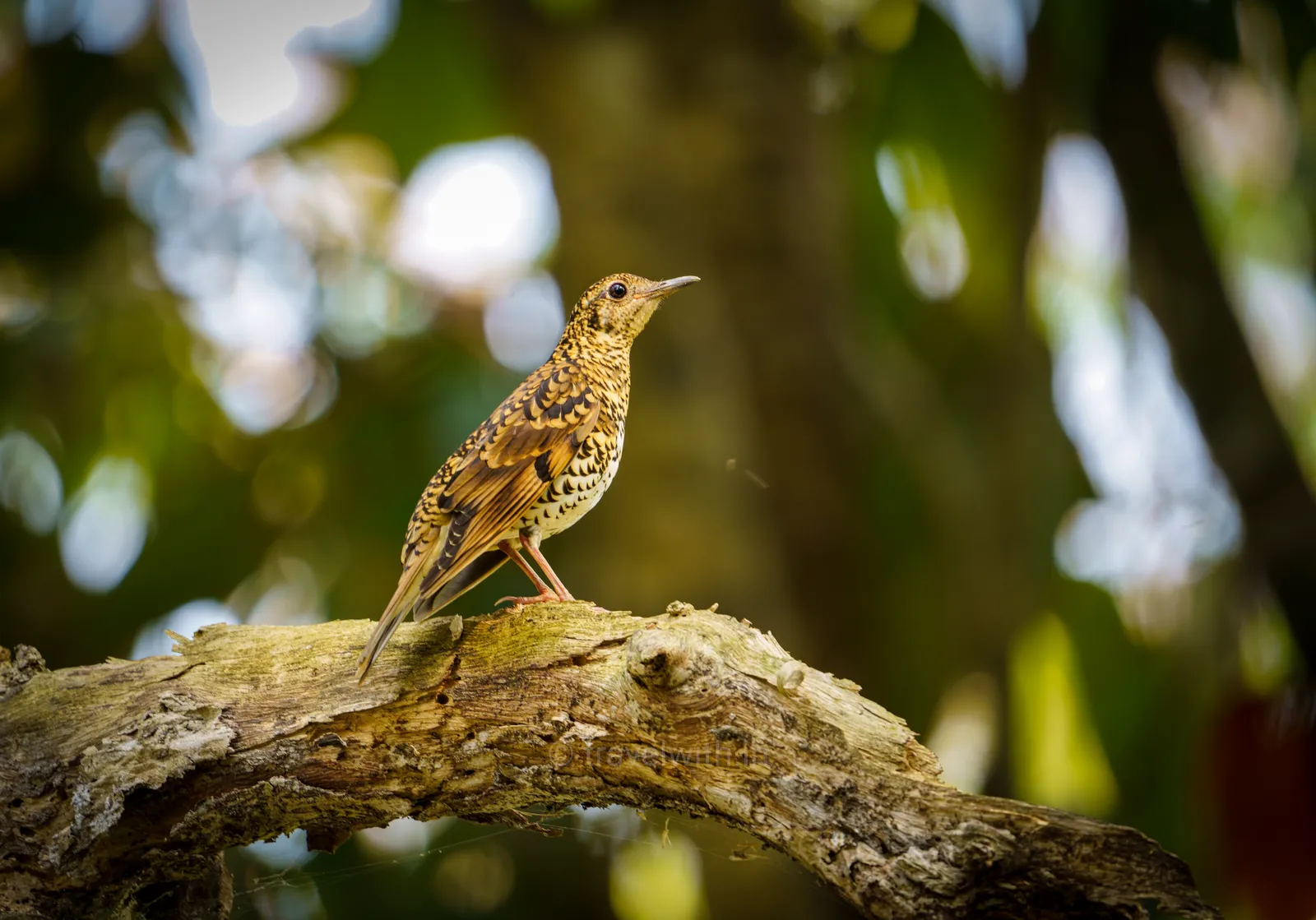 Scaly thrush