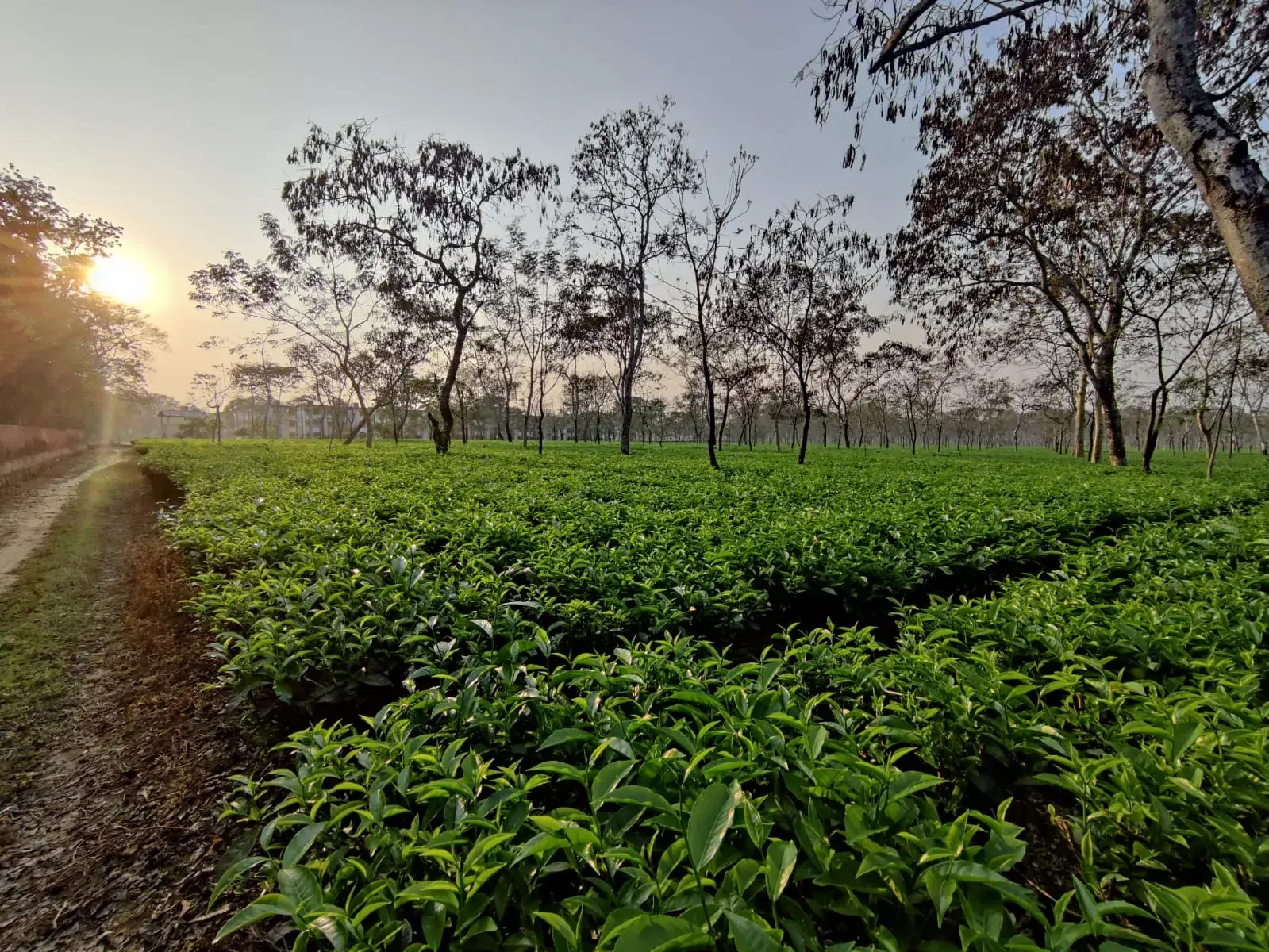Tea gardens by the park