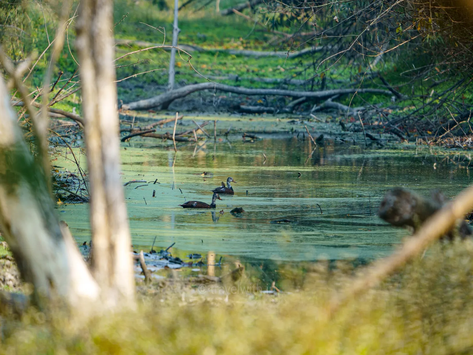 White-winged wood ducks