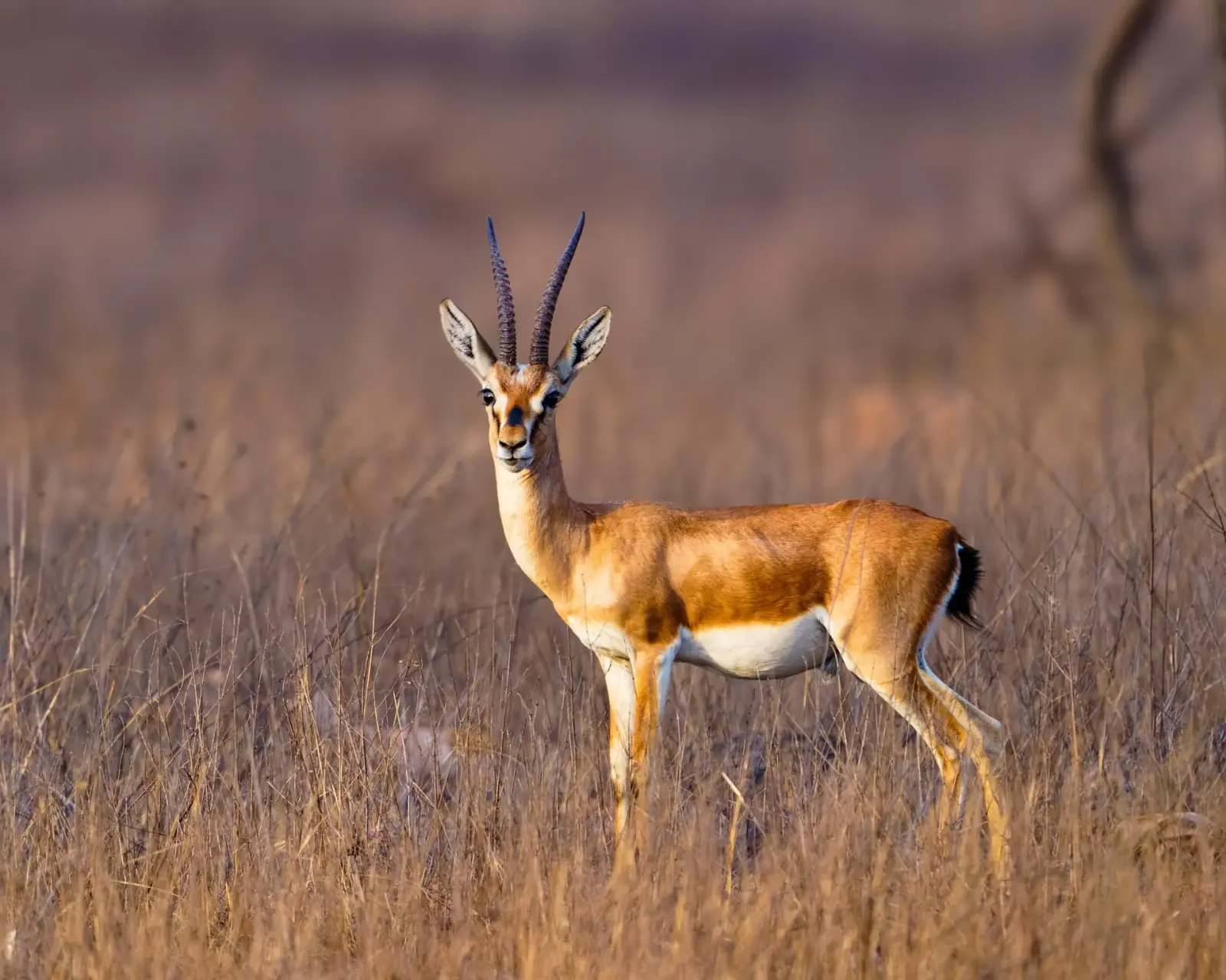 Chinkara
