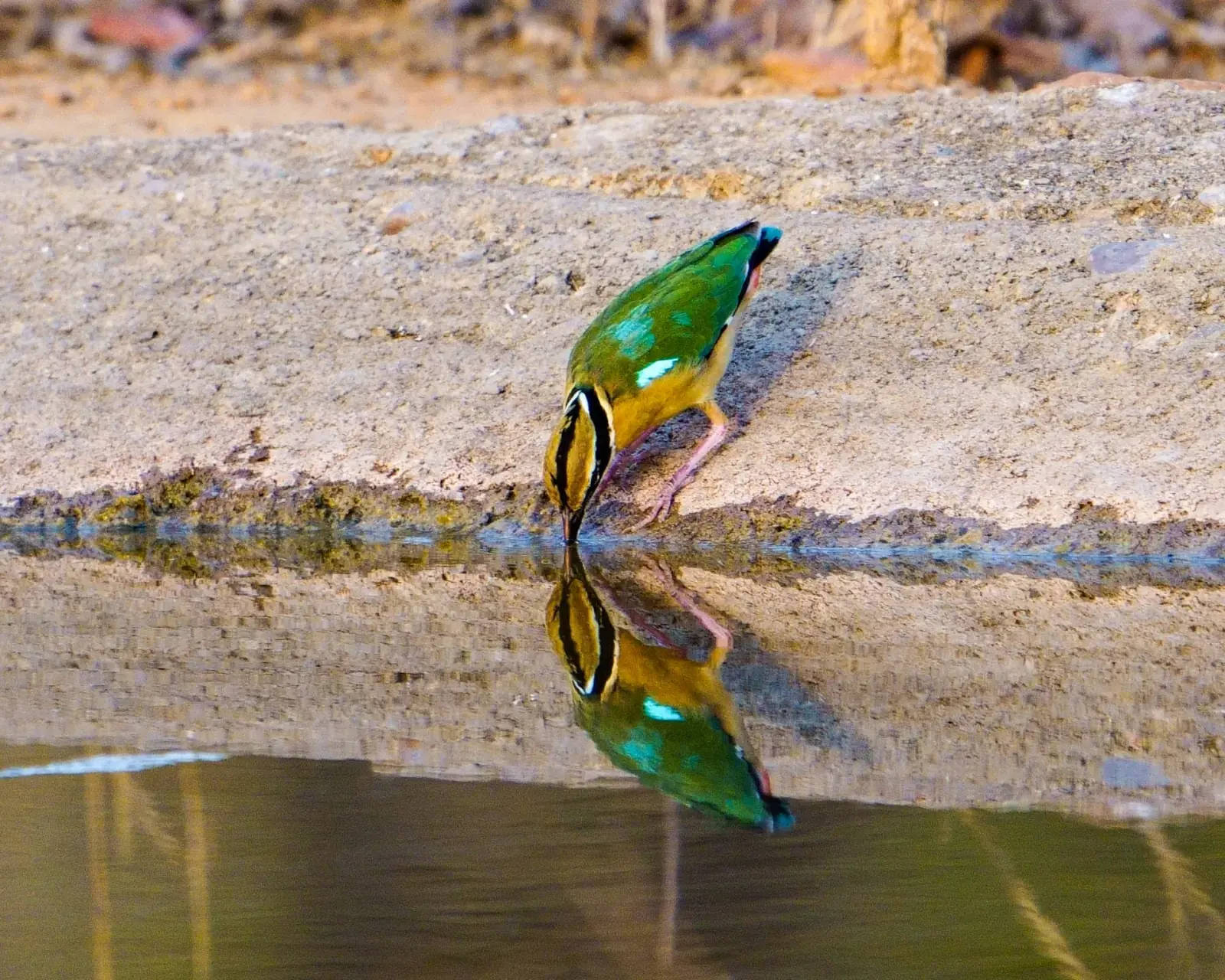 An Indian pitta in the undergrowth