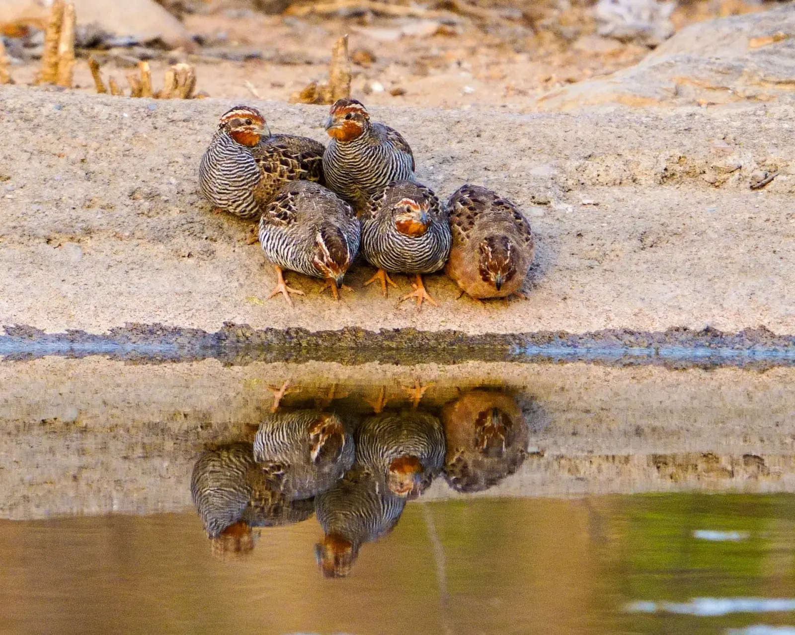Jungle bush quail