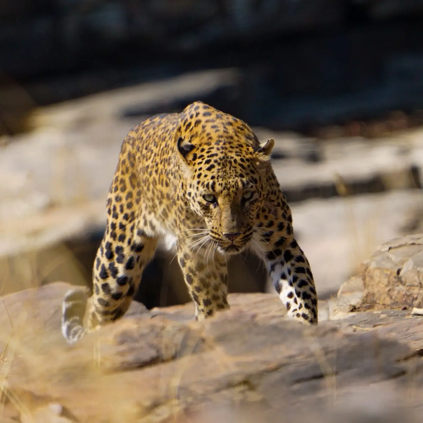 Leopard from the jeep