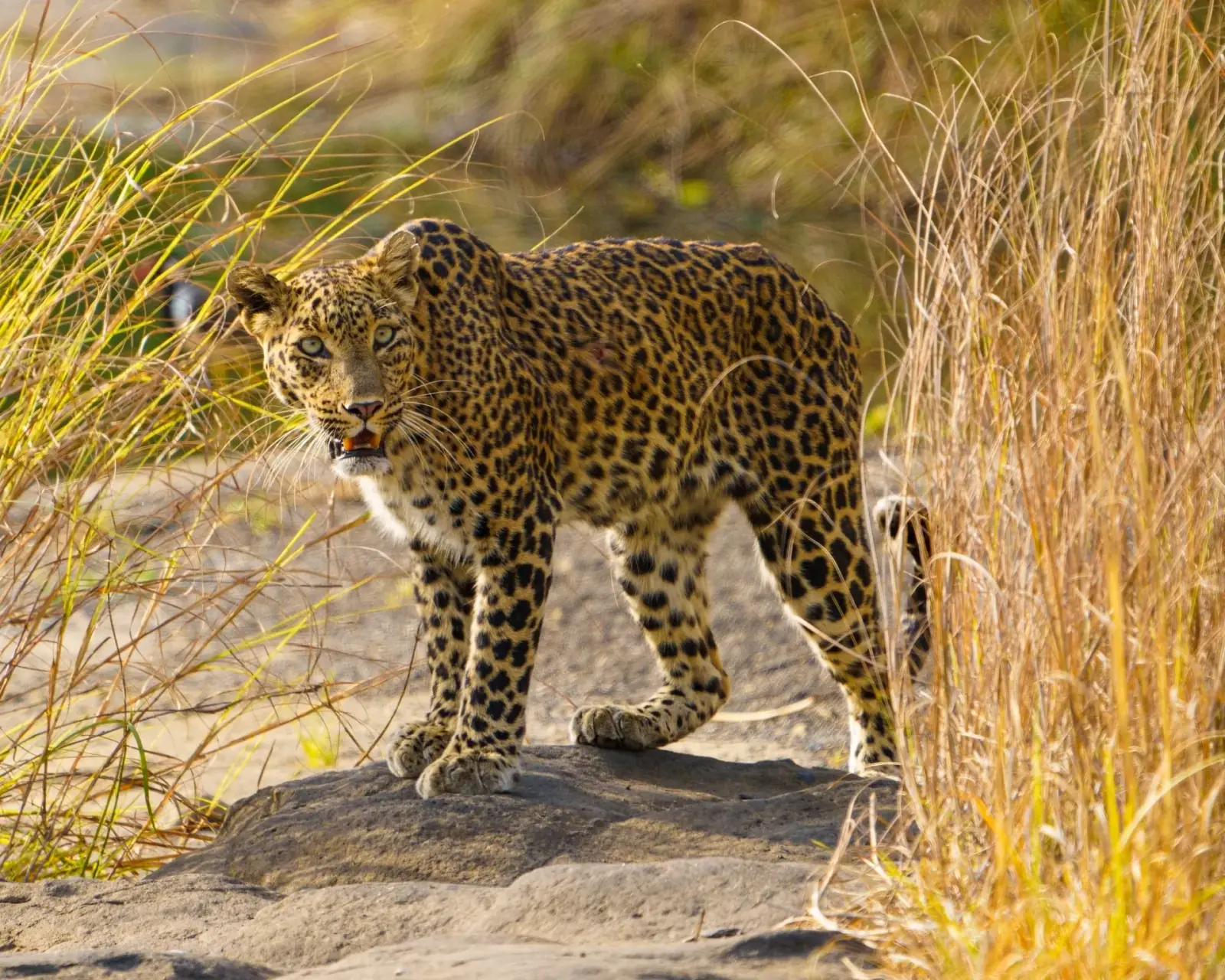 A leopard, caught briefly on camera