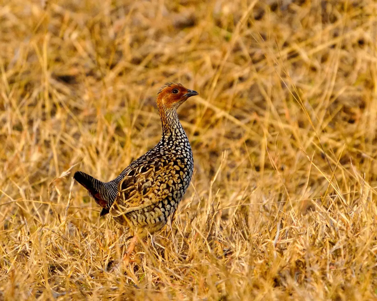 Painted francolin