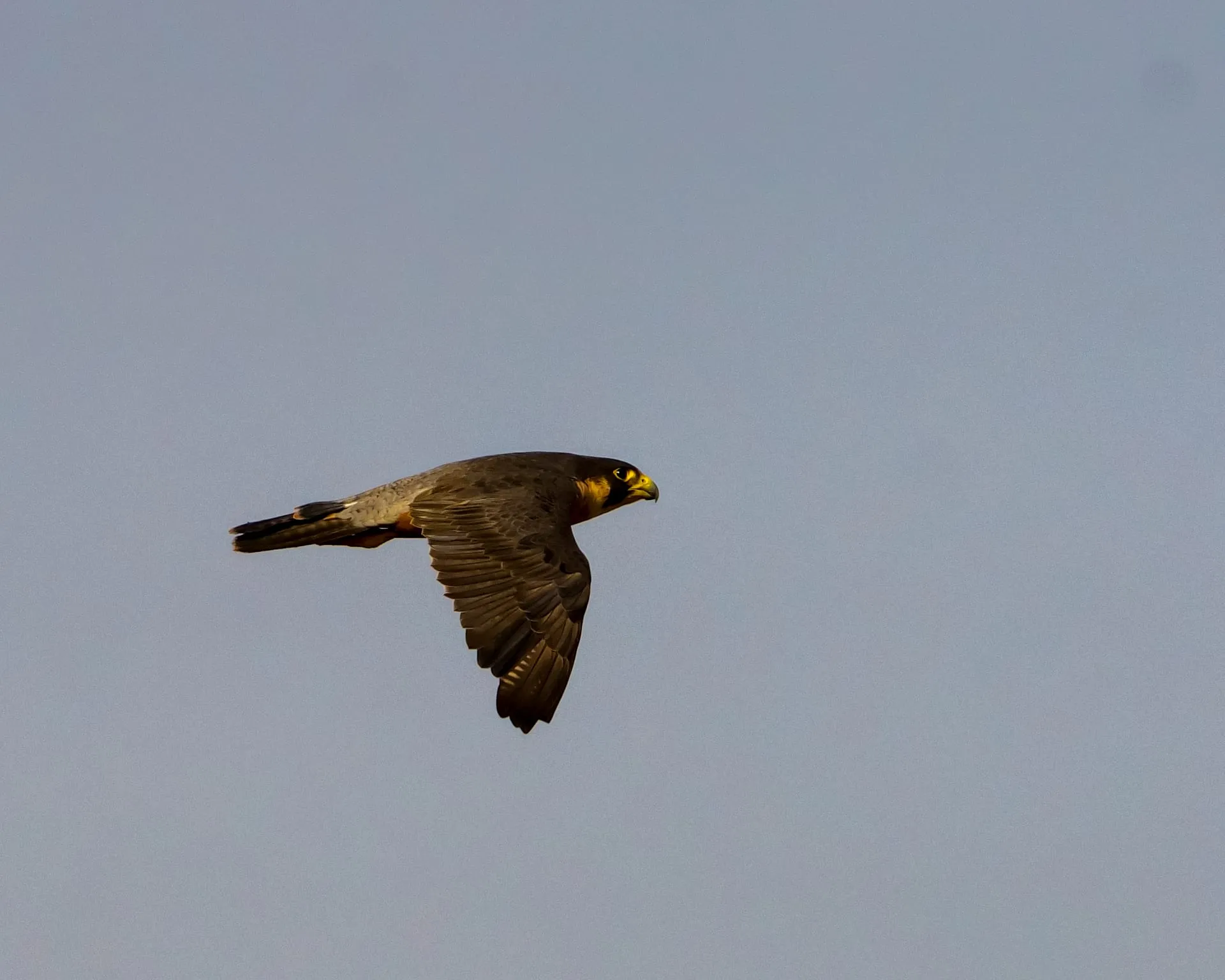Shaheen falcon