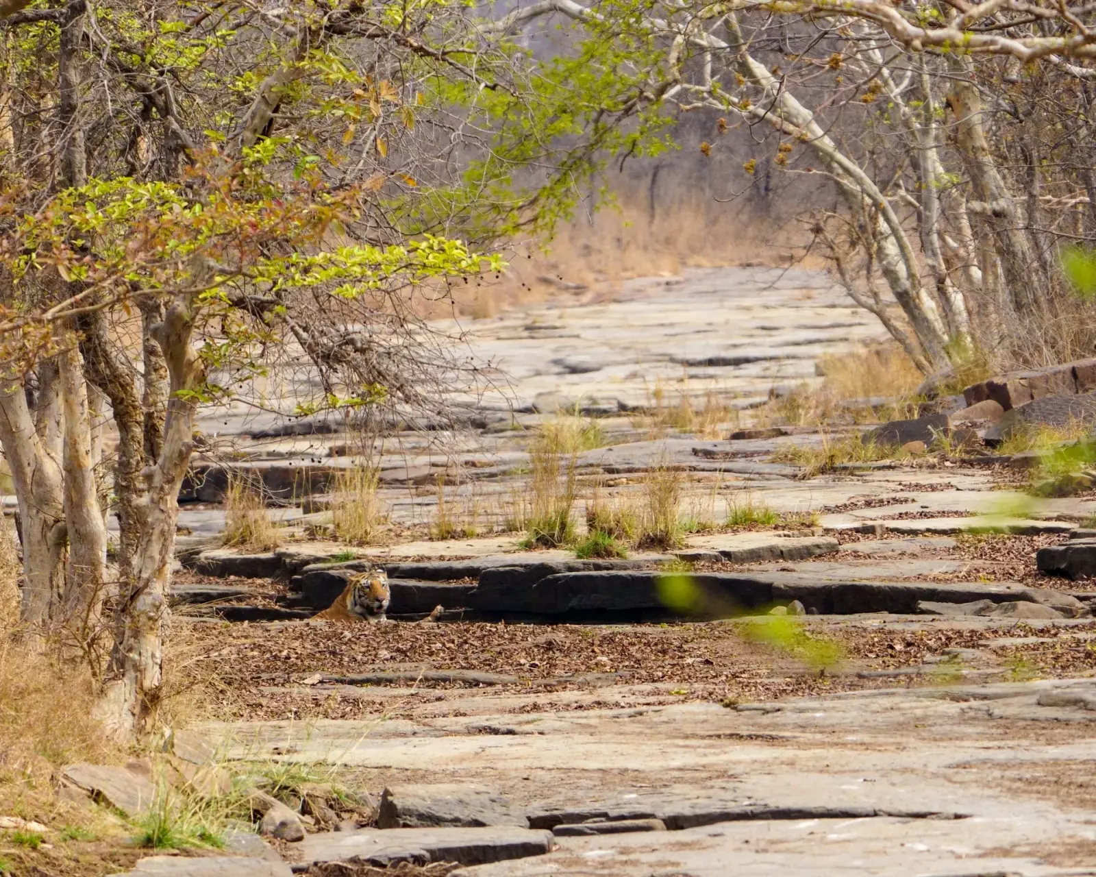 The forest terrain tigers call home in Panna