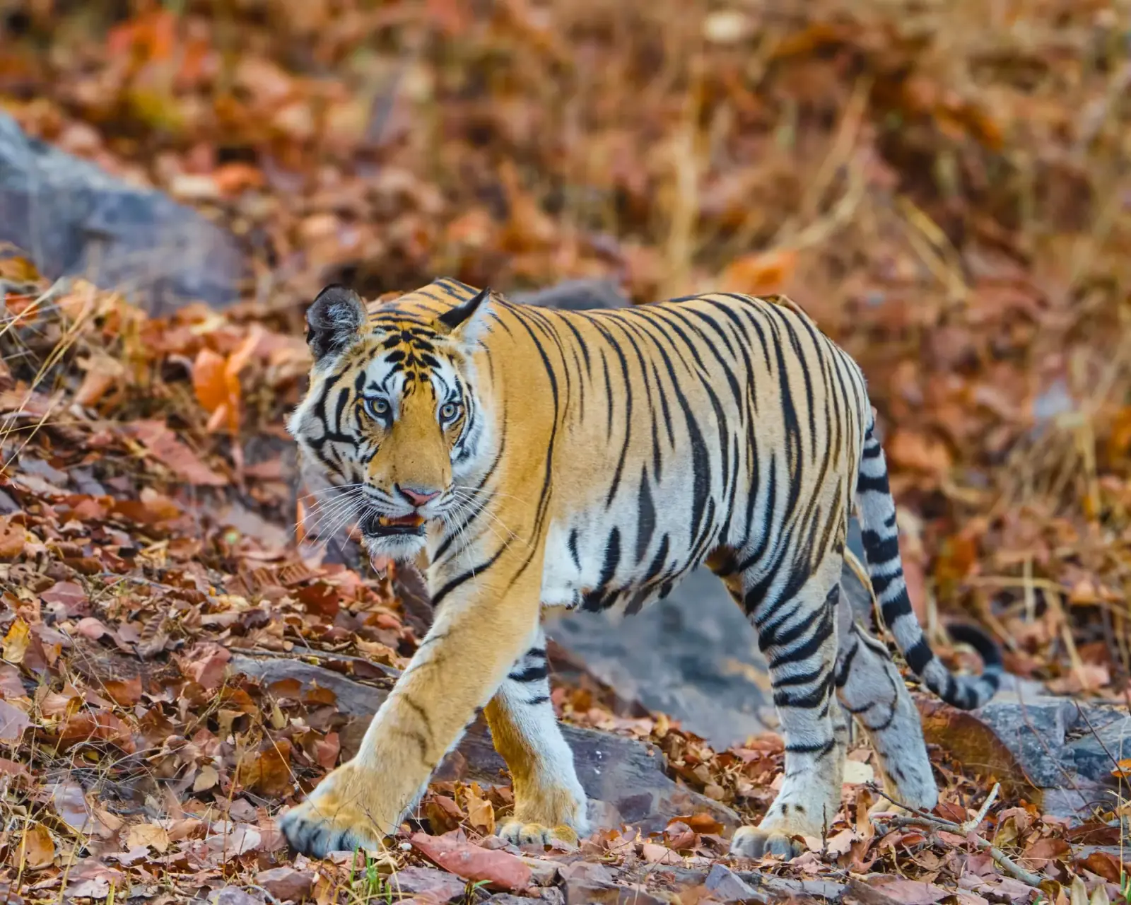 On the tiger's trail