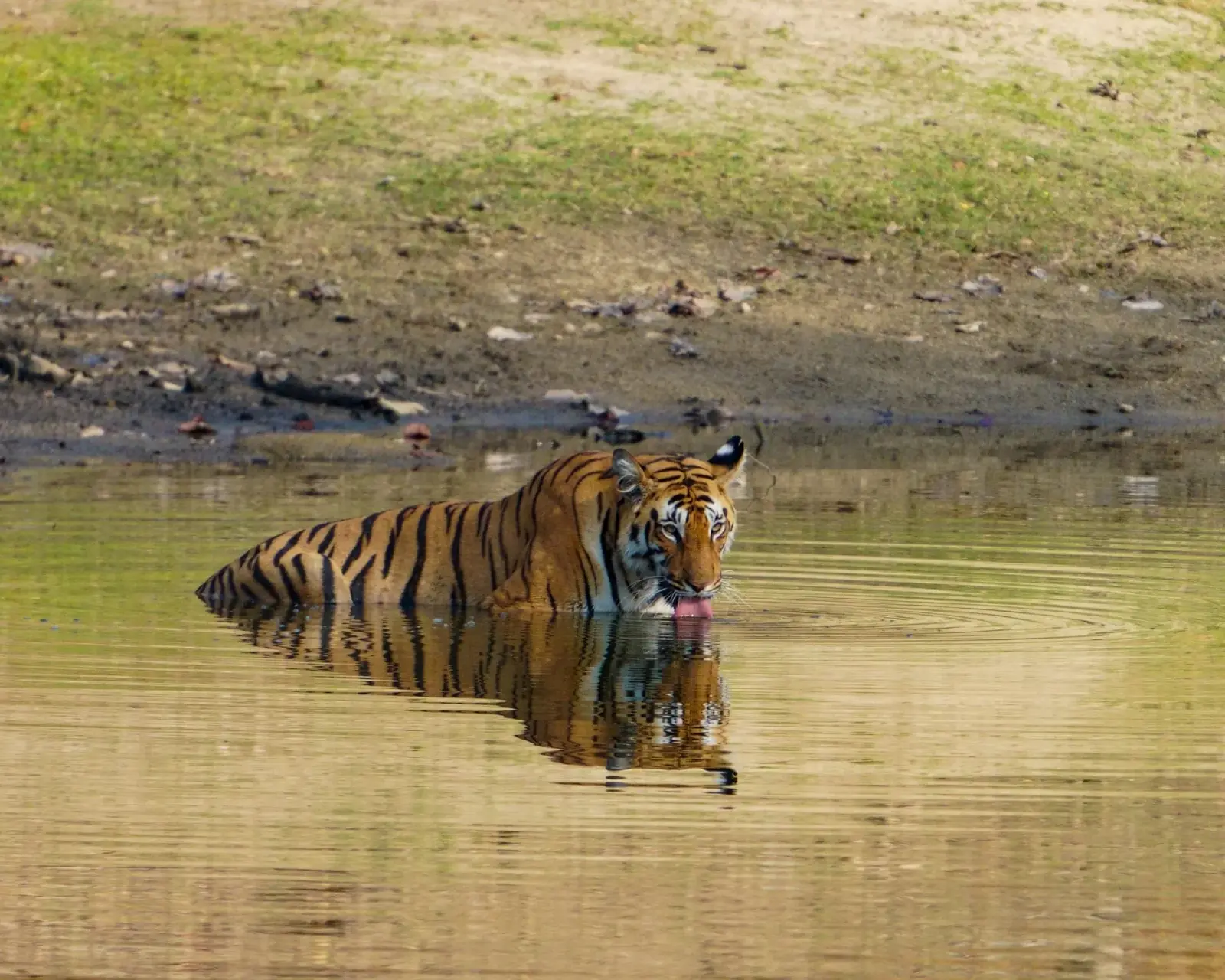 Pench