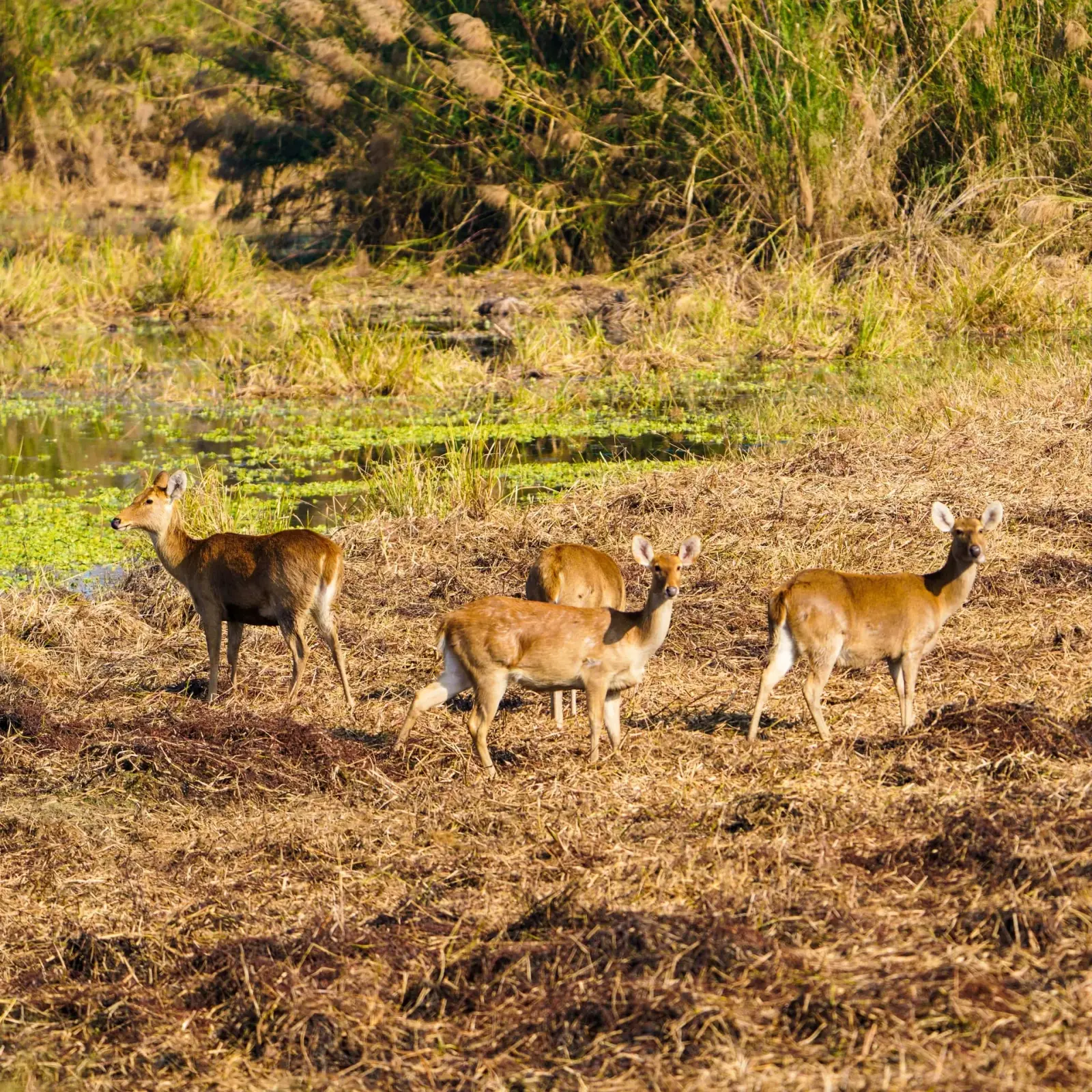 Barasingha