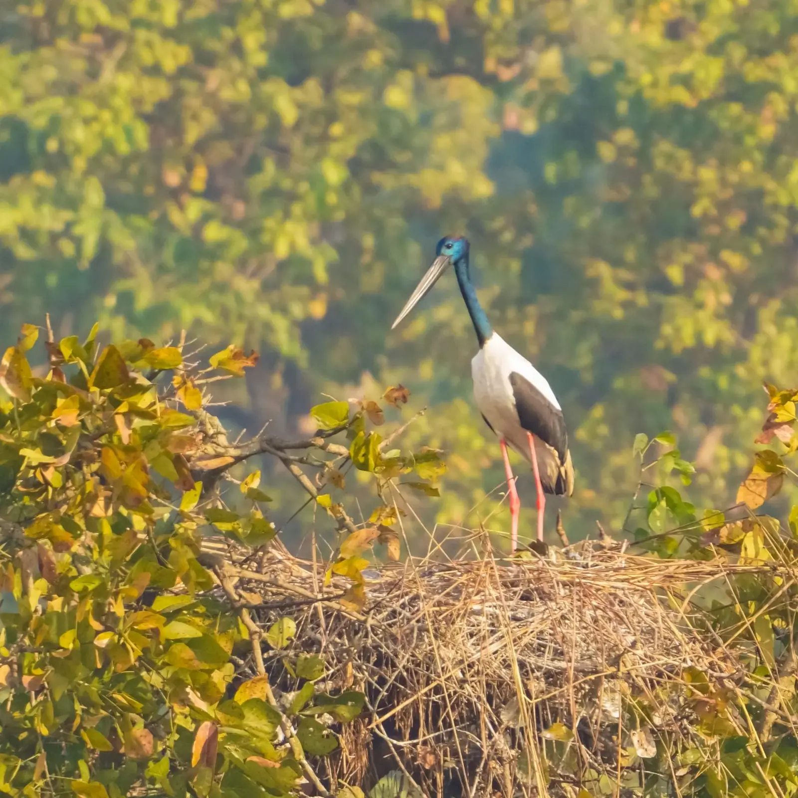 Birding Pench