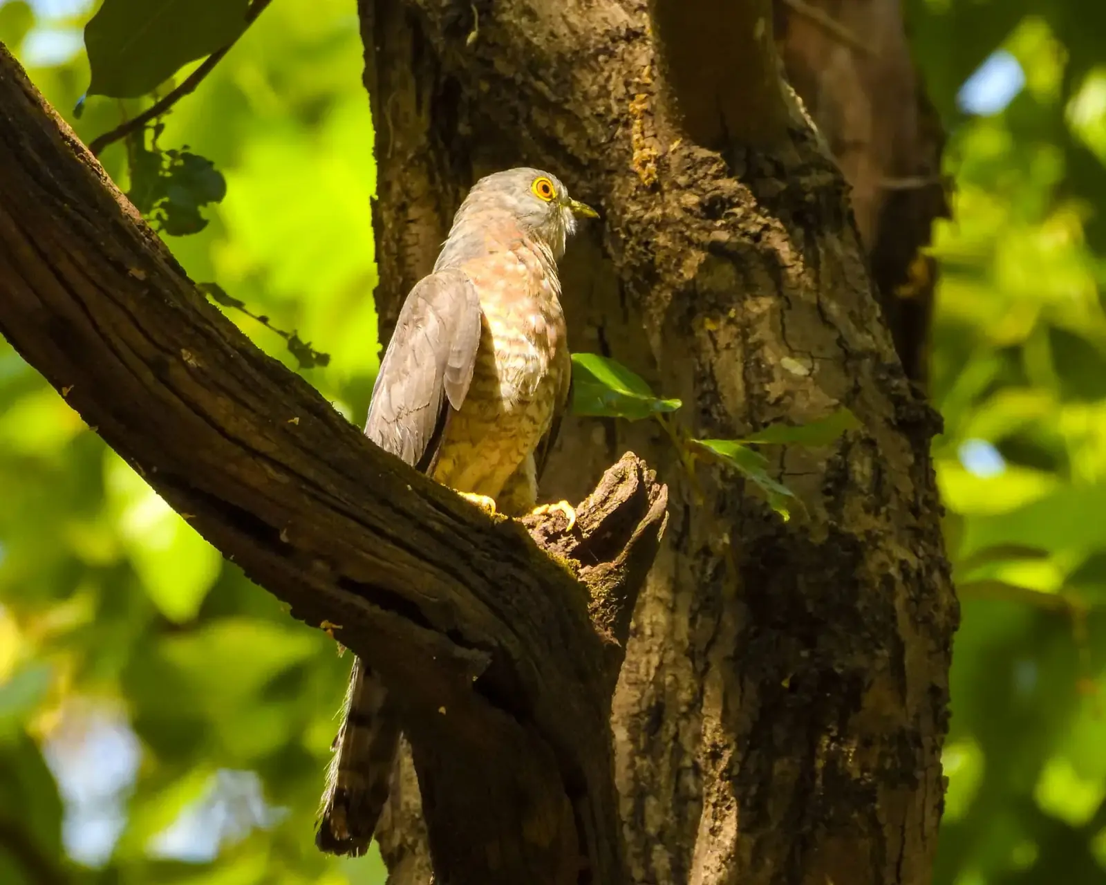 Common hawk-cuckoo