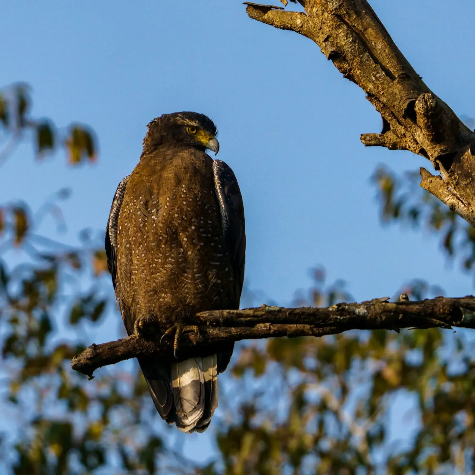 Crested serpent eagle