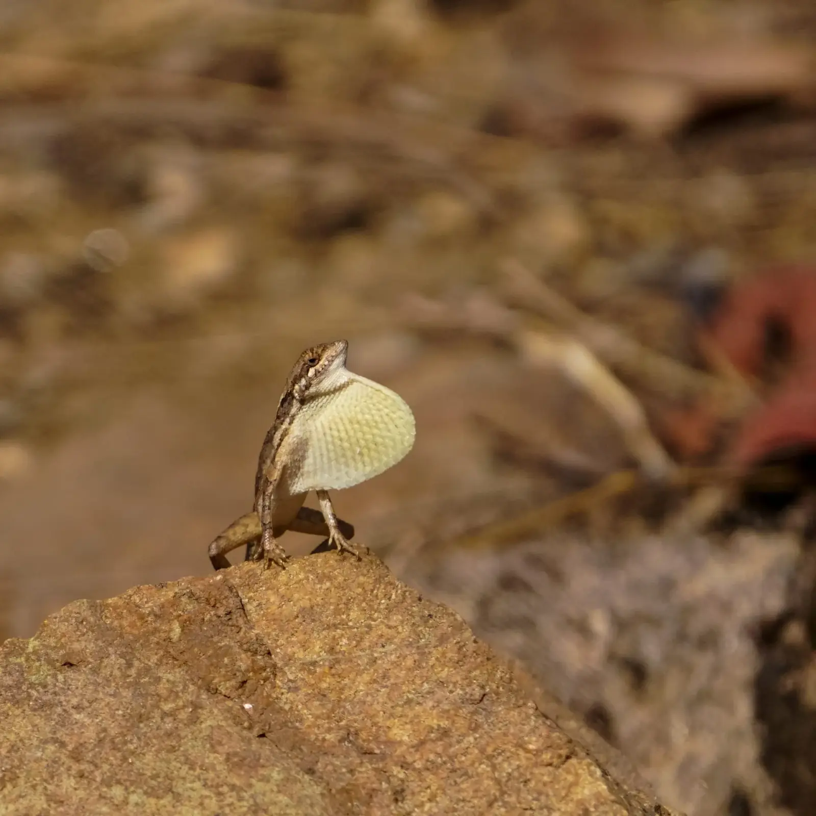 Fan-throated lizard