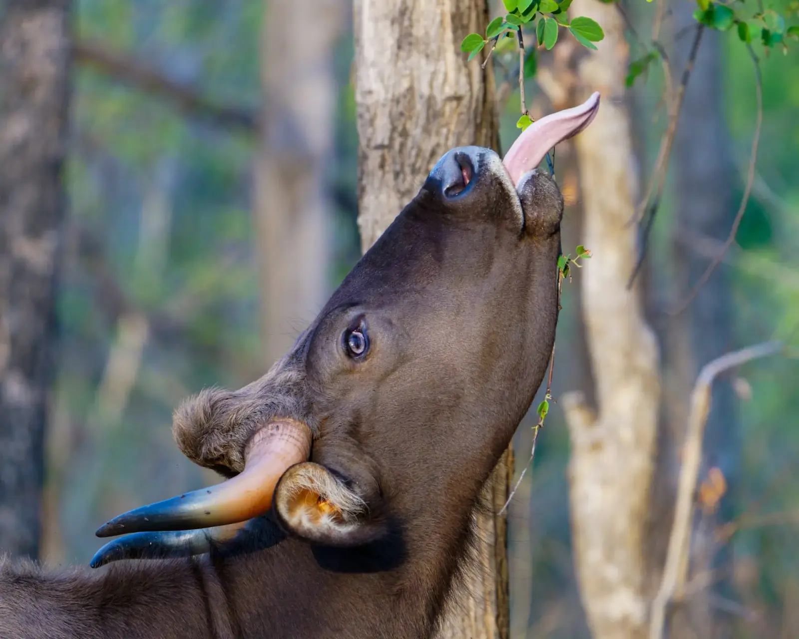 Indian bison