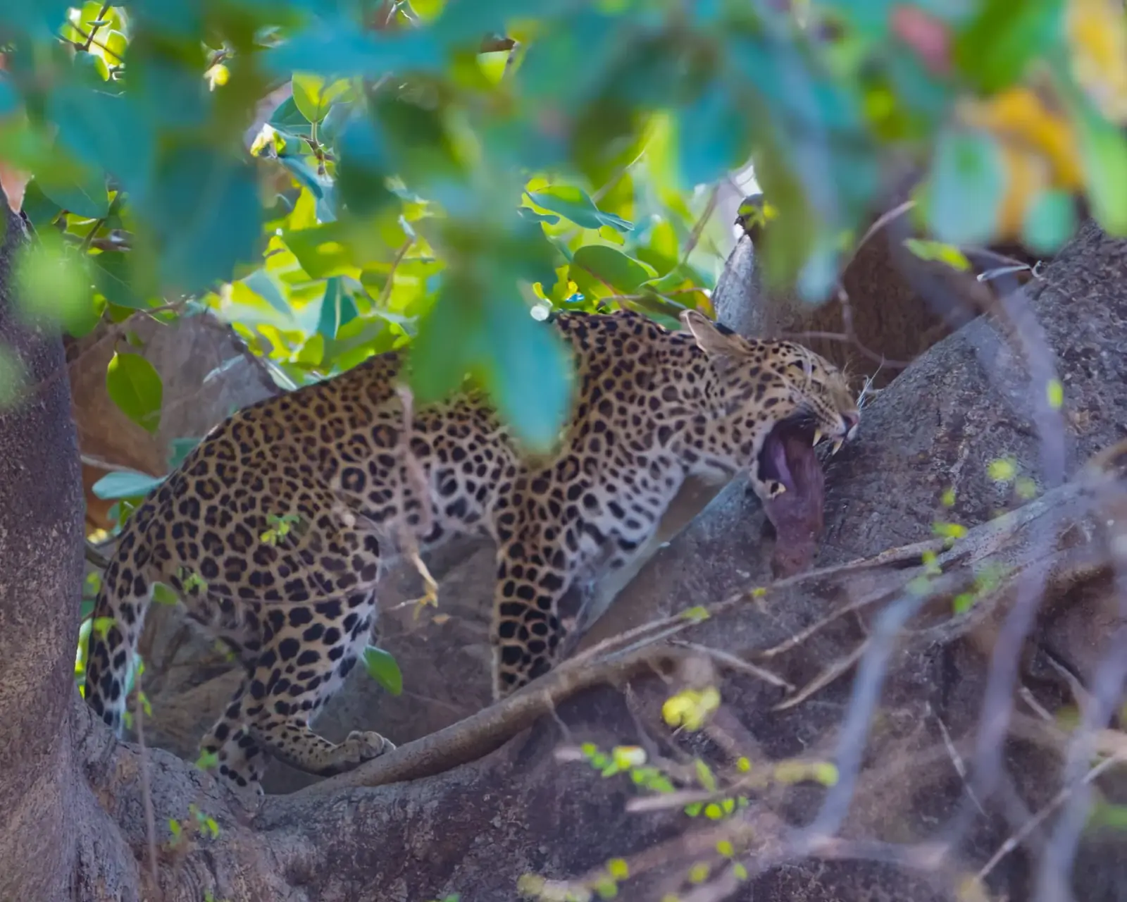 A leopard, up close