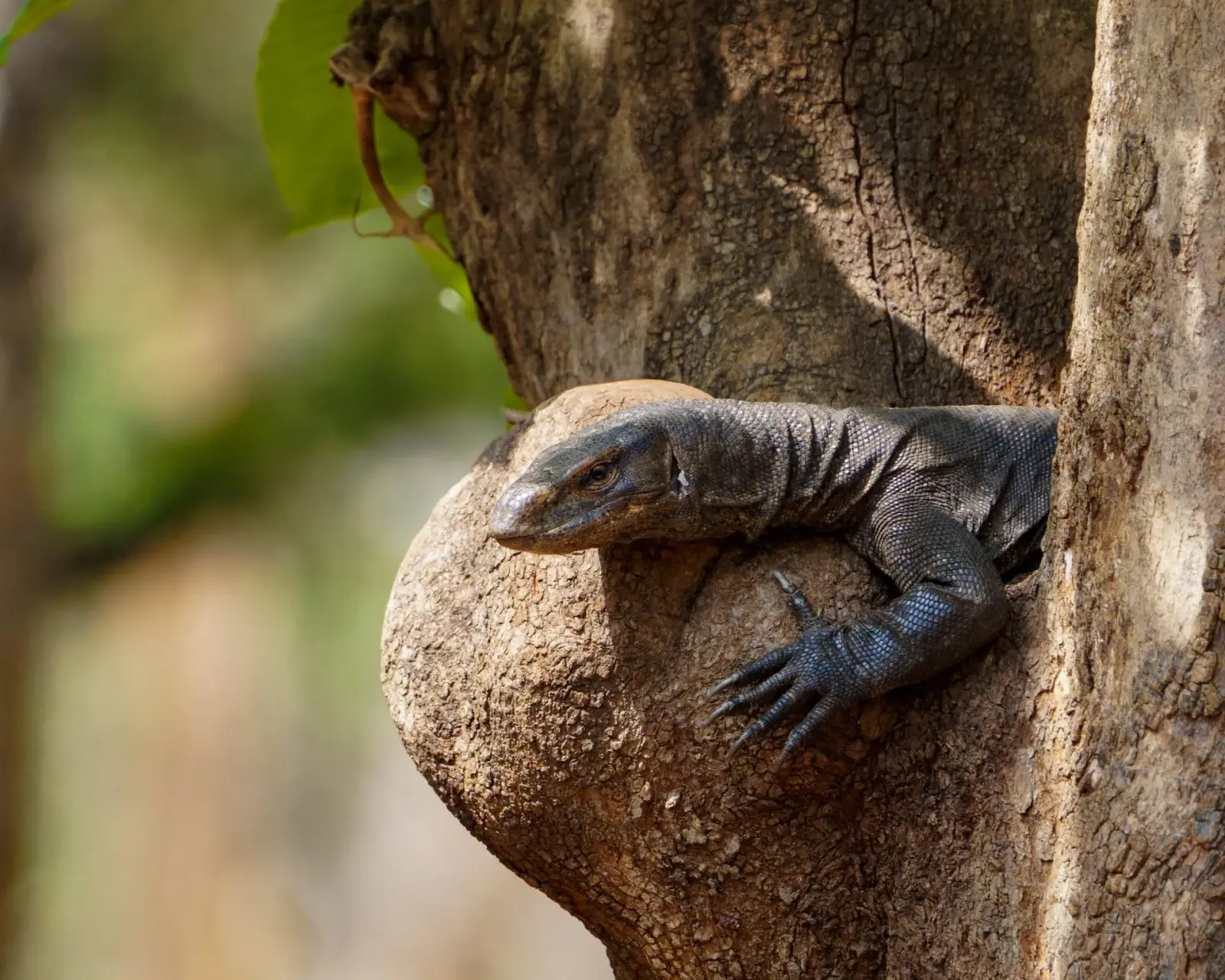 Monitor lizard