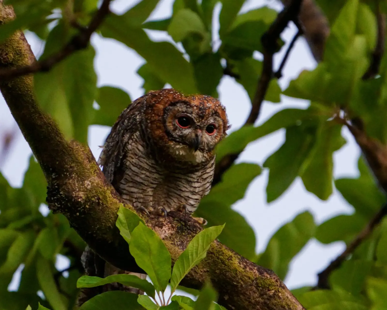 Mottled wood owl