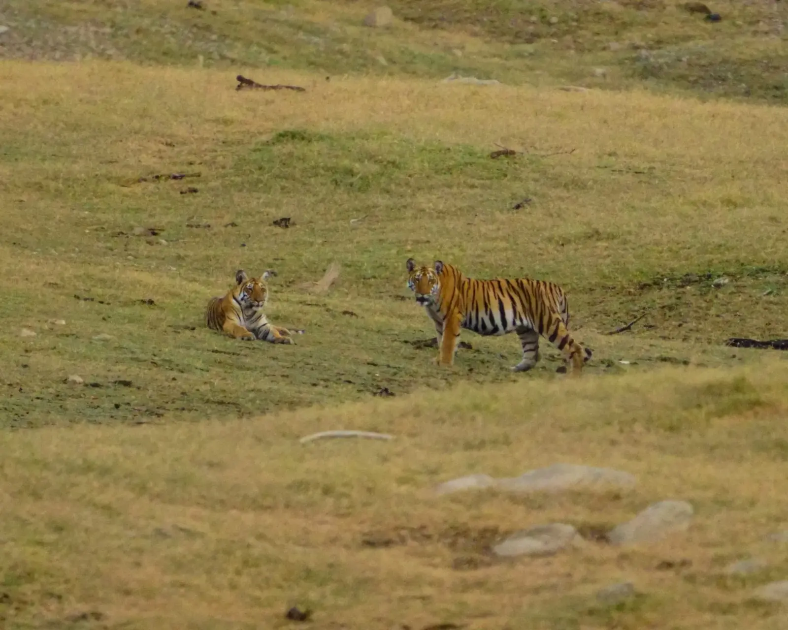 Tiger cubs