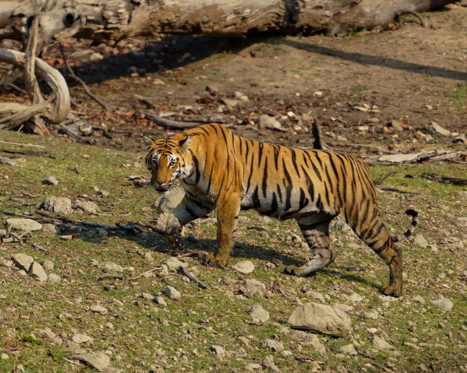 Tiger, from the jeep