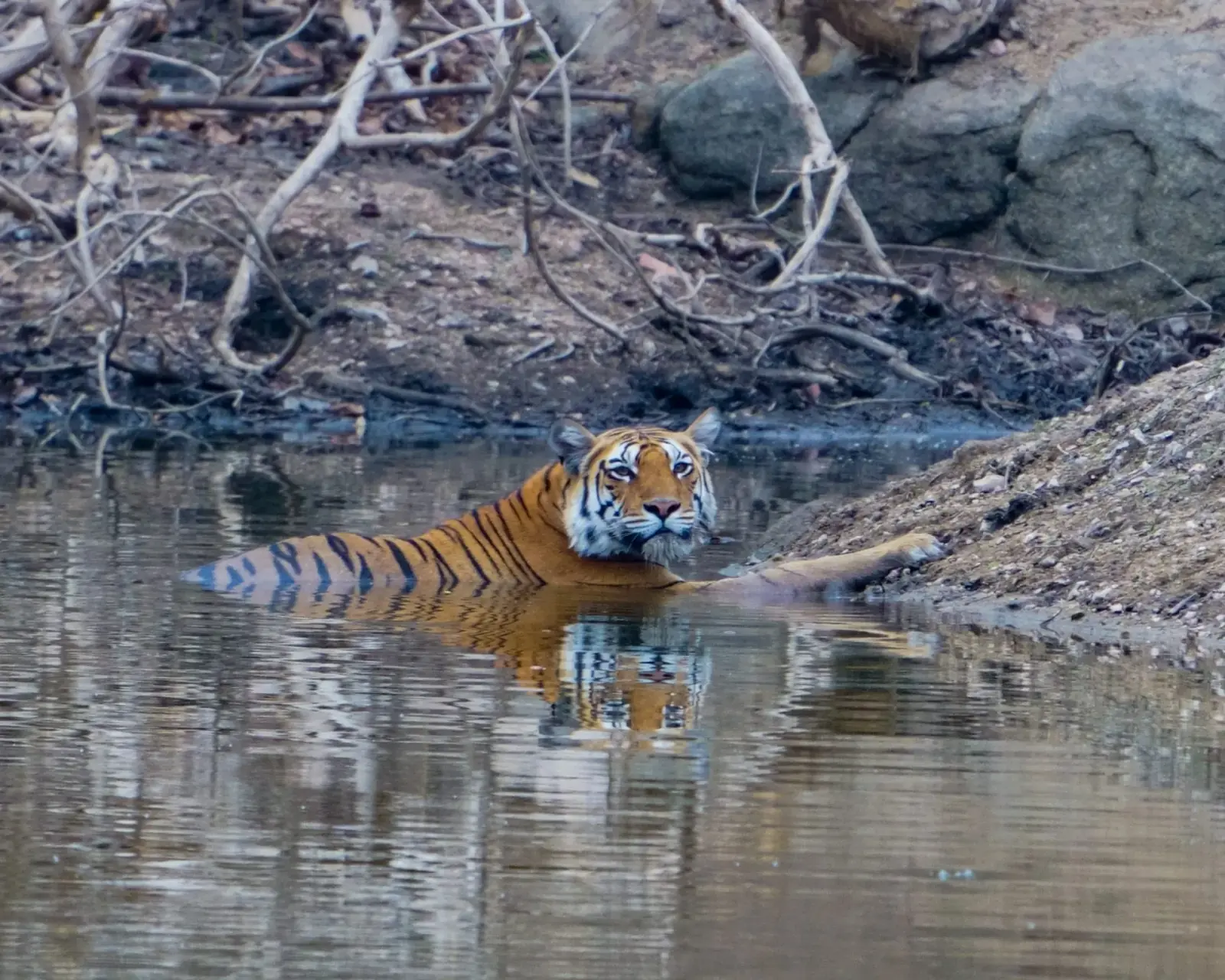 On the tiger's trail