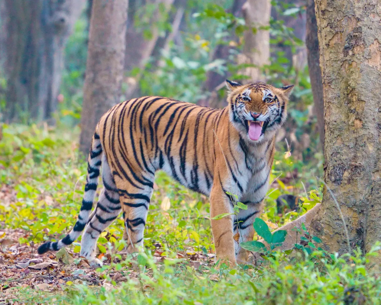 Pilibhit Tiger Reserve