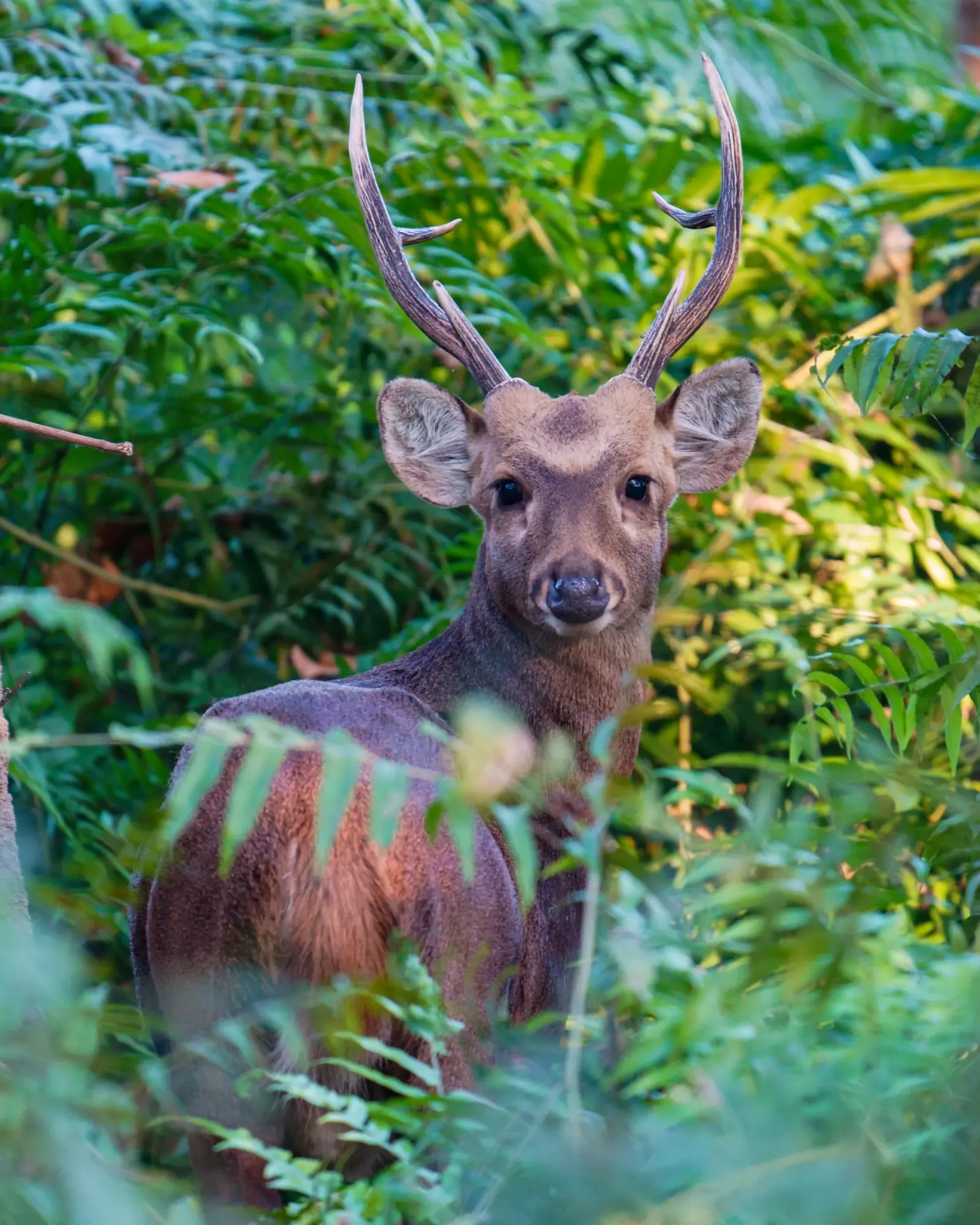 Hog deer