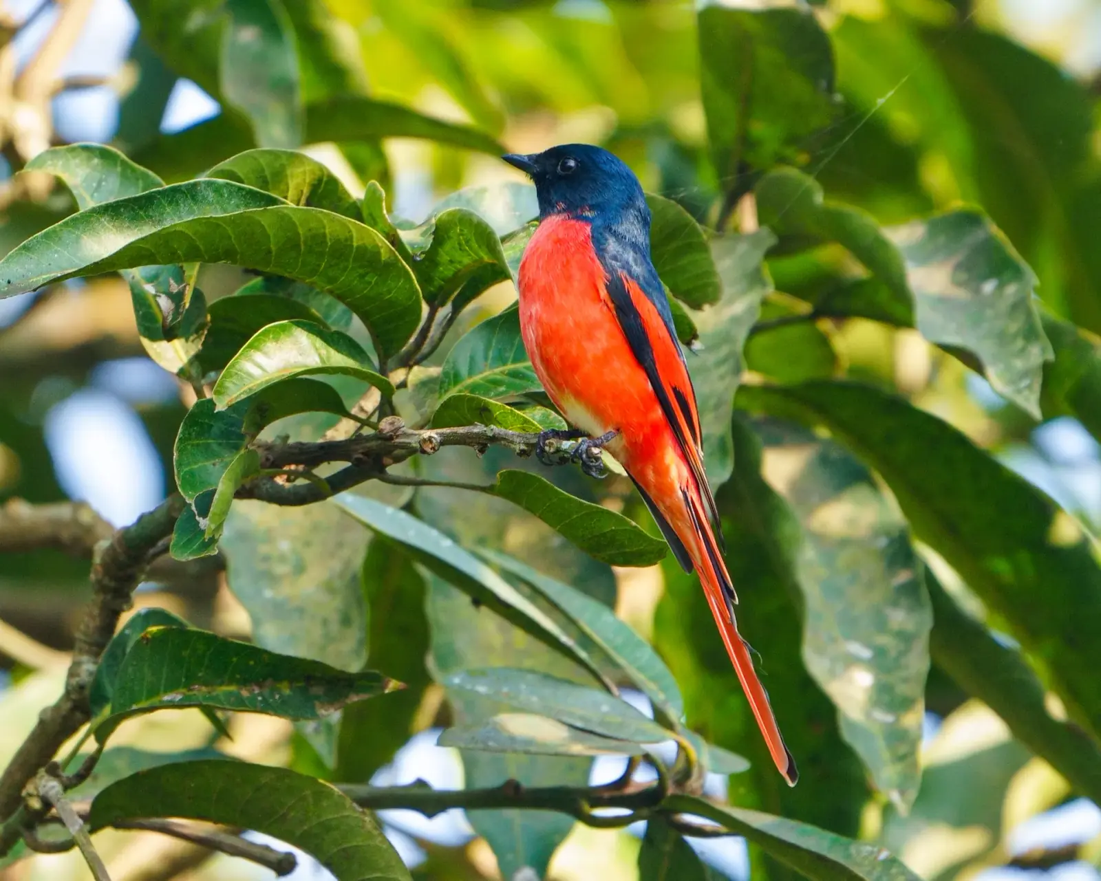 Long-tailed minivet