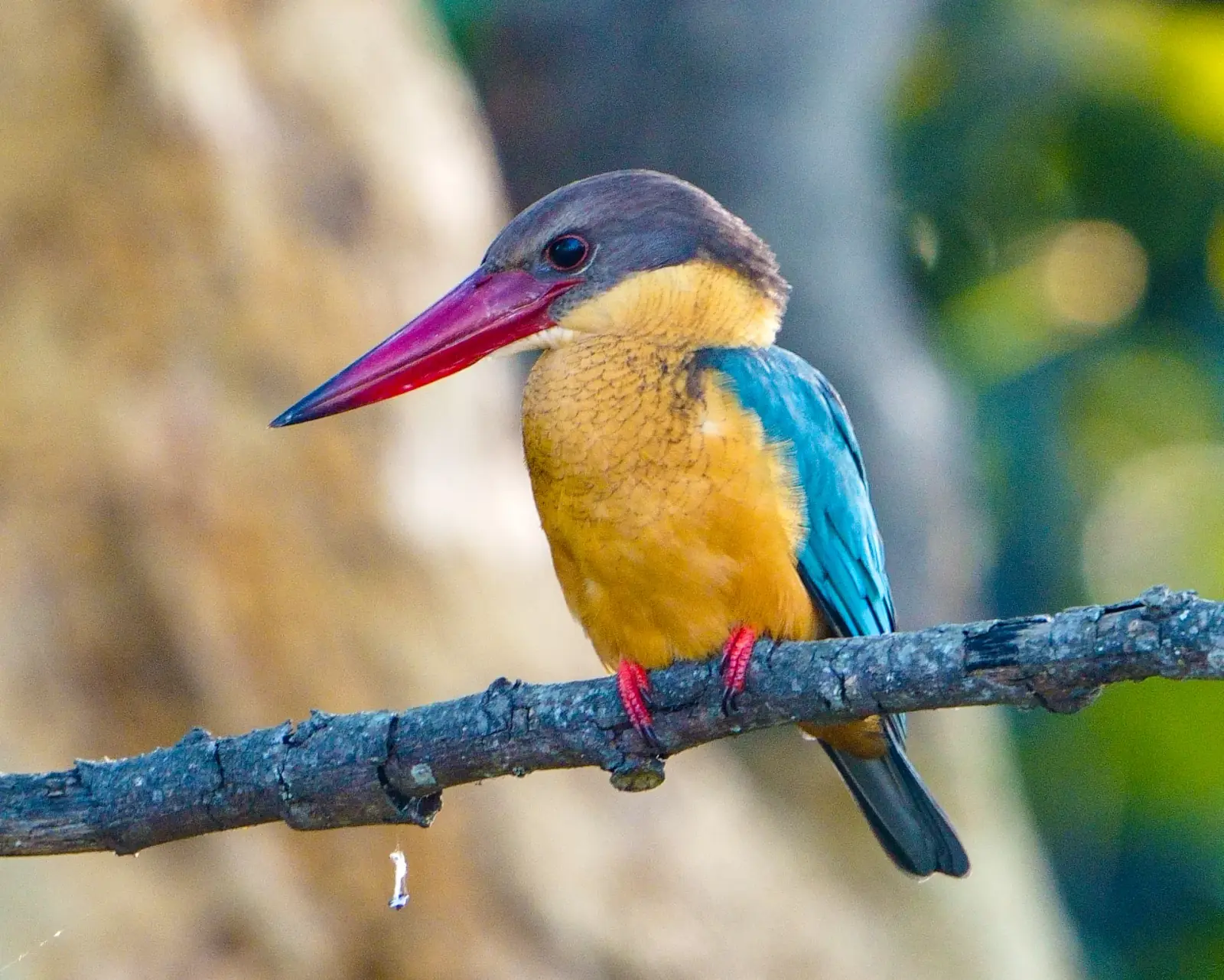 Stork-billed kingfisher
