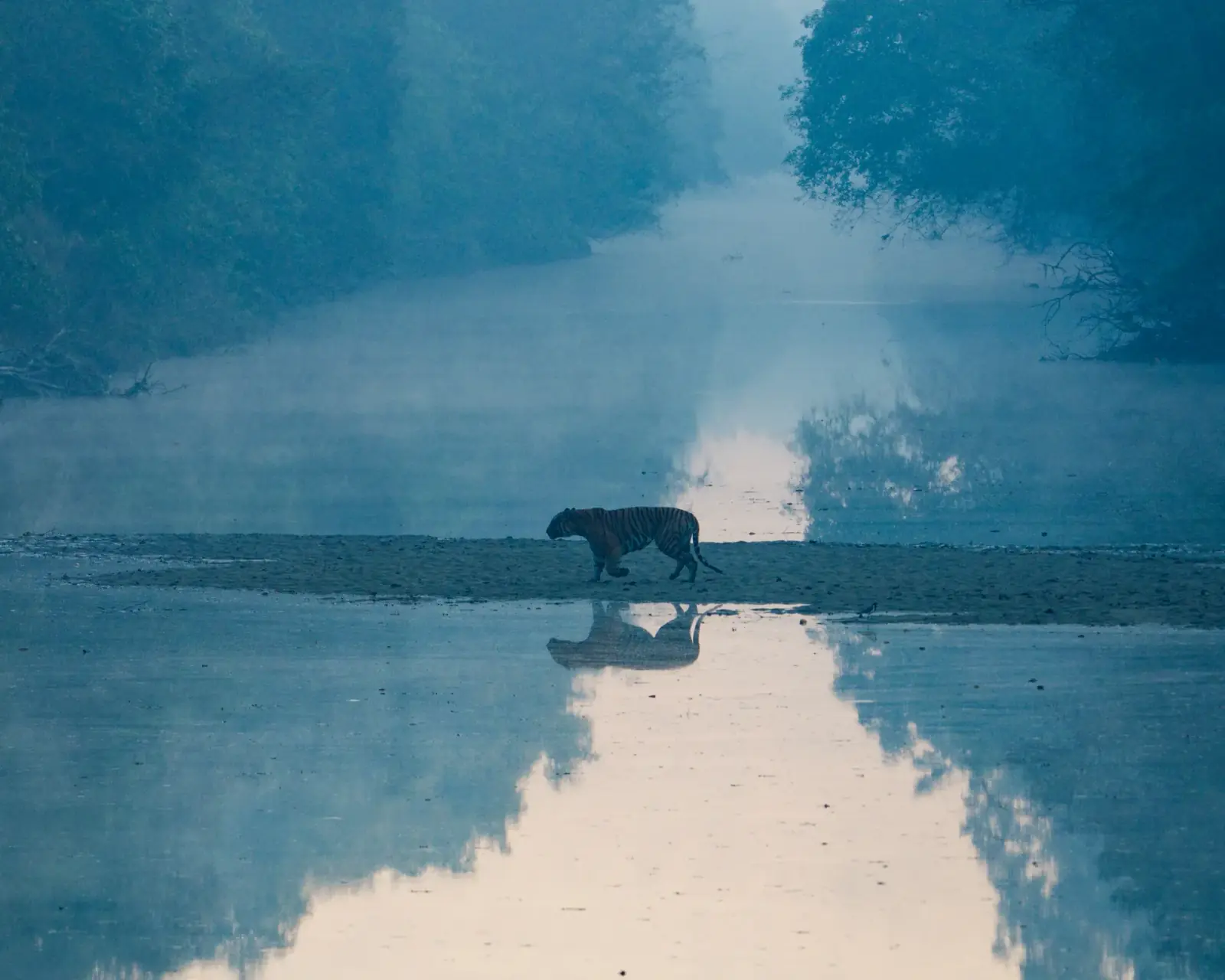 A tiger crosses the canal