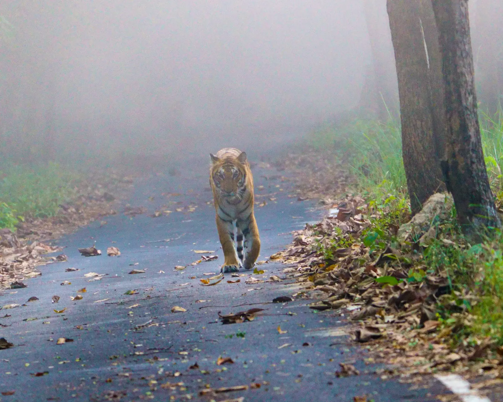 Tiger in the mist