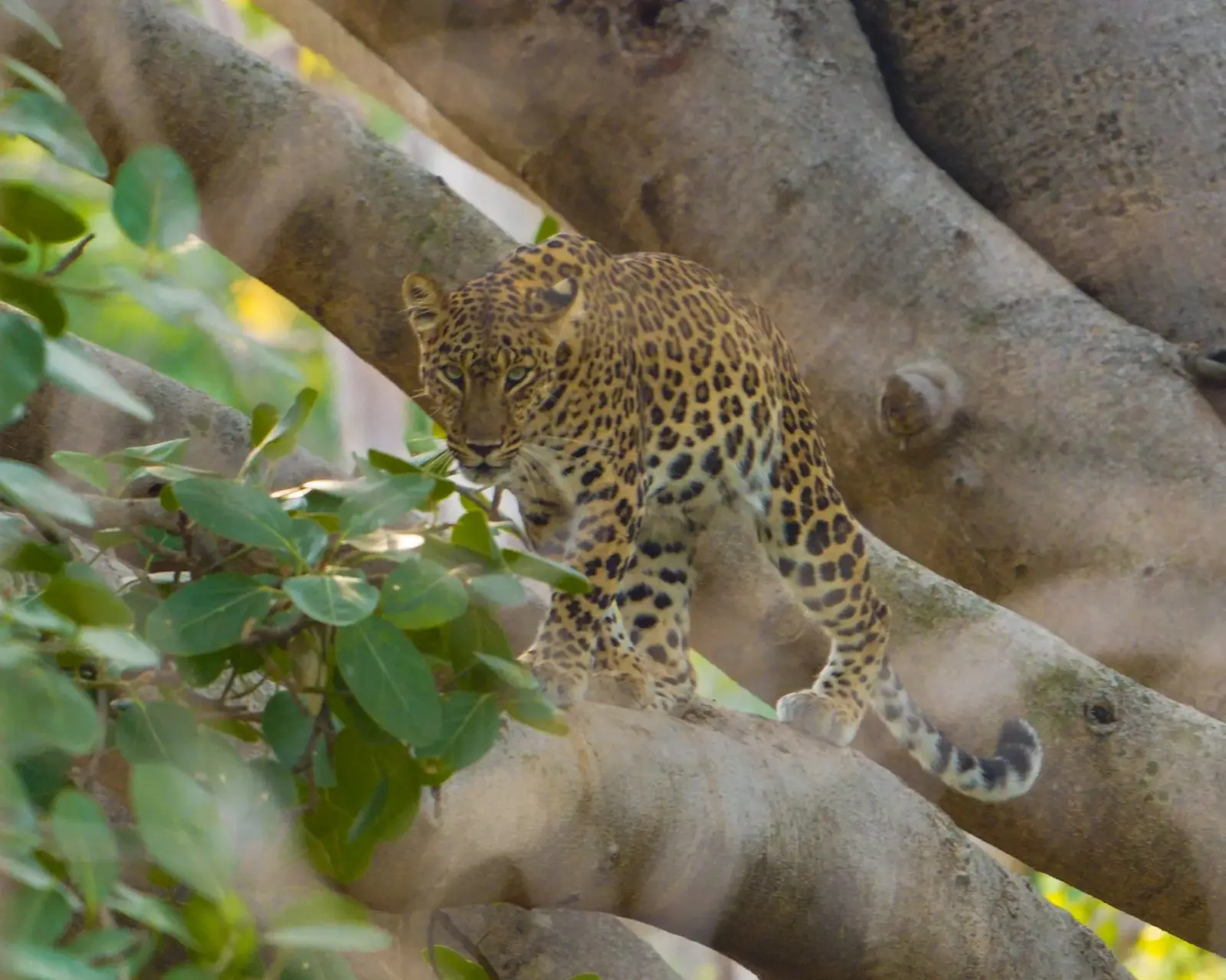 A fine leopard sighting