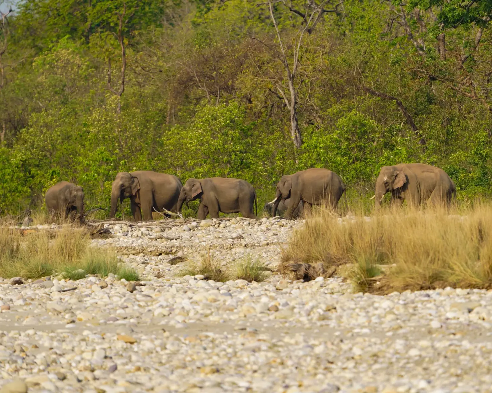 An elephant