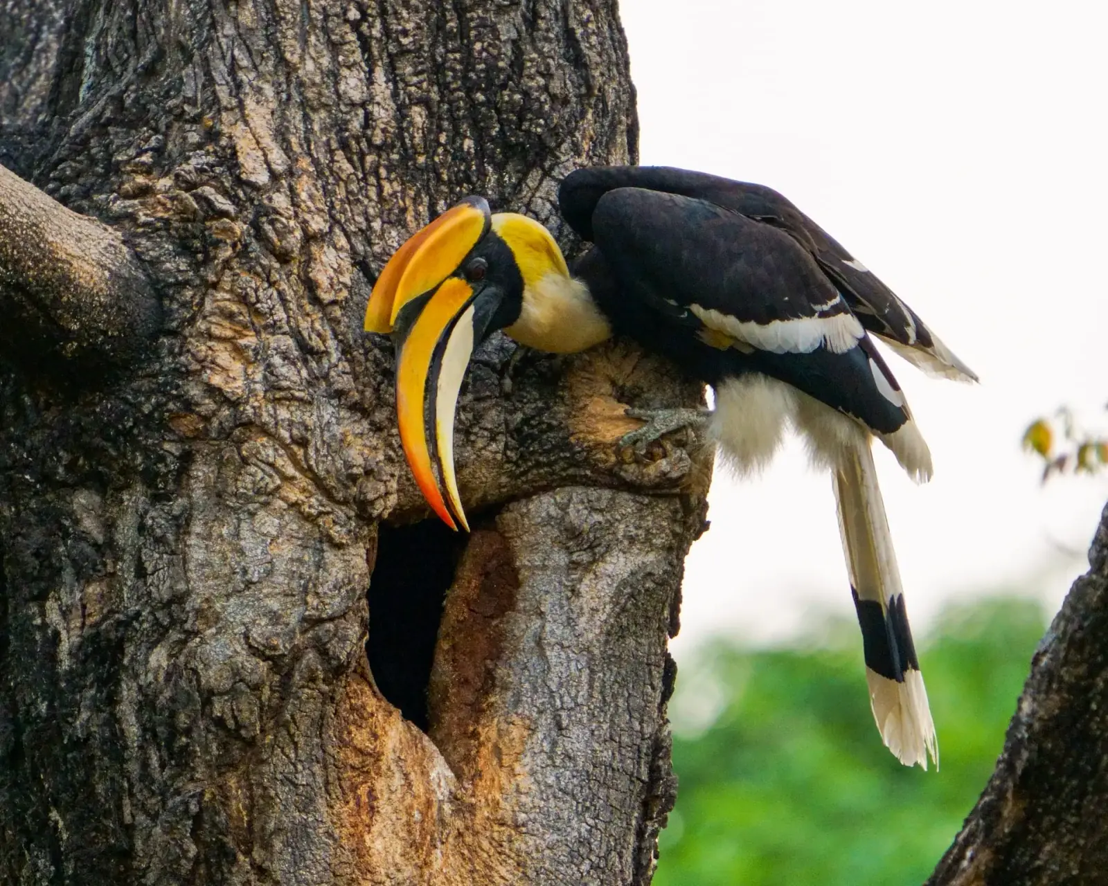 Great hornbill nesting