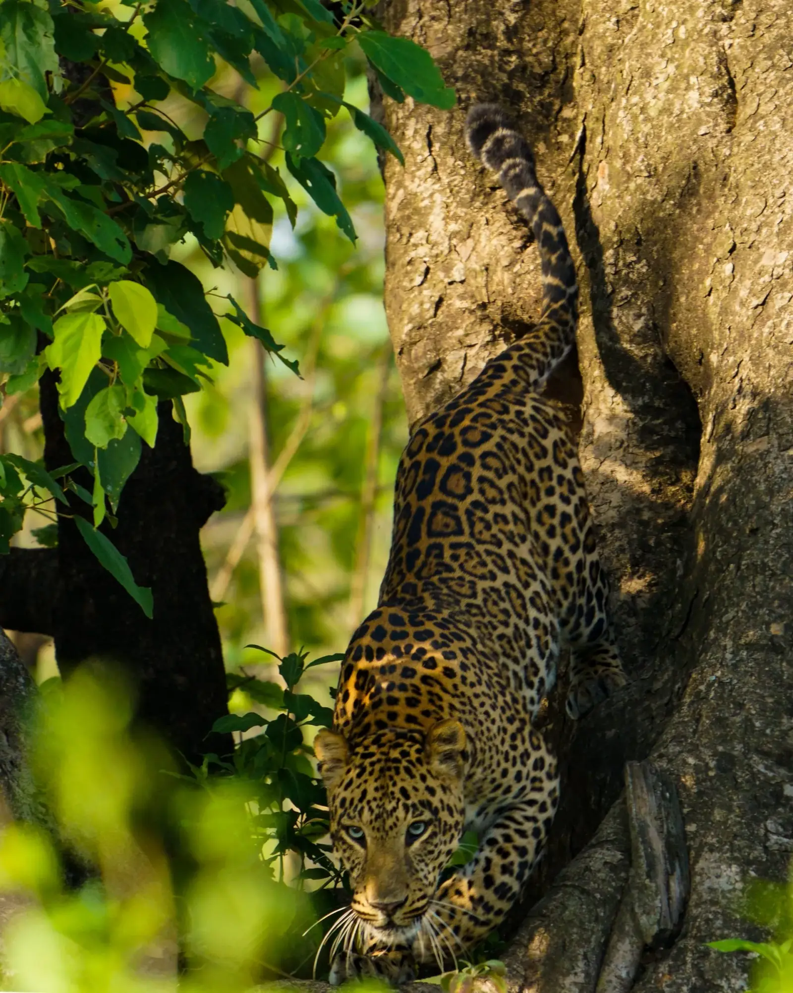 Leopard in a tree