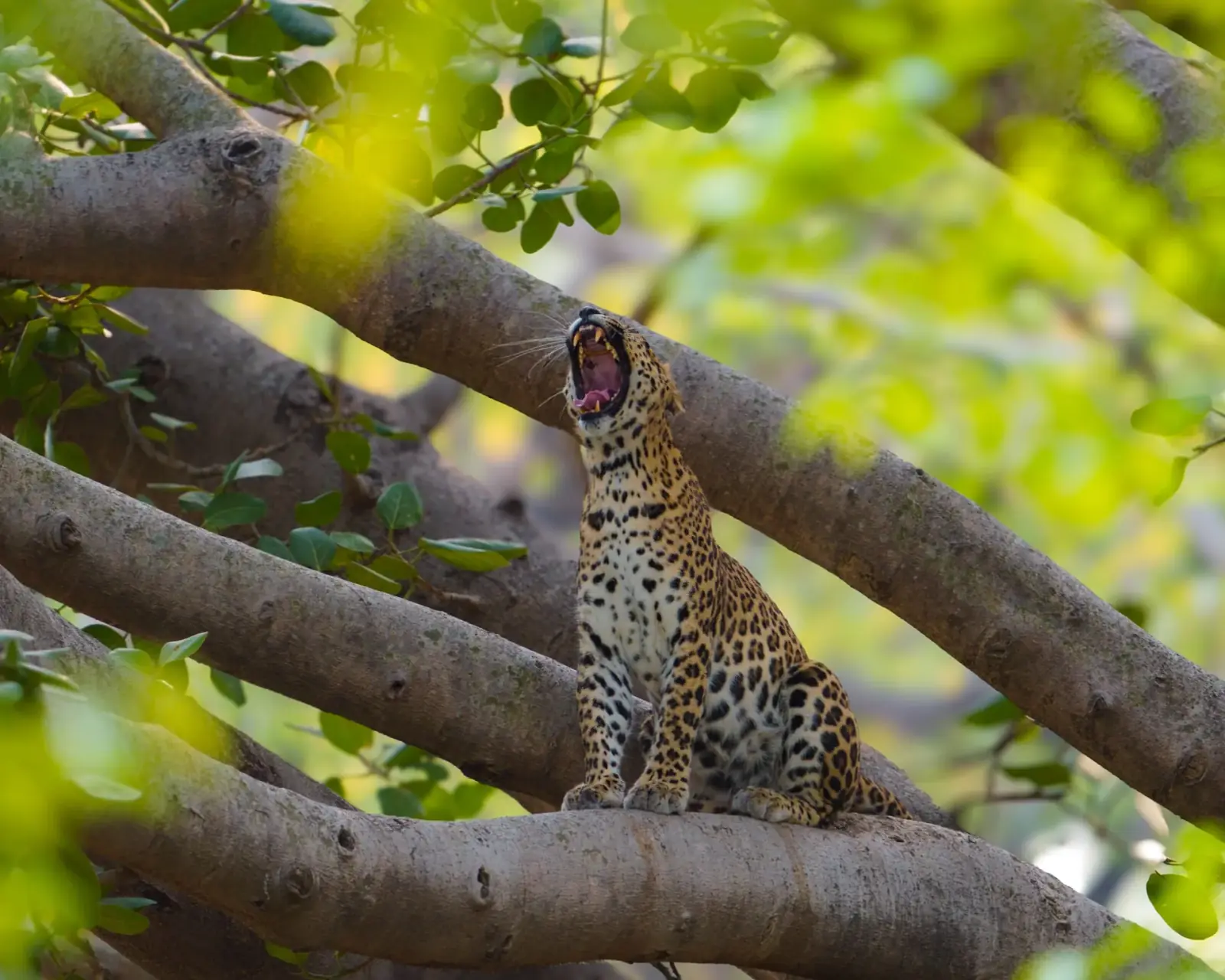 A yawn