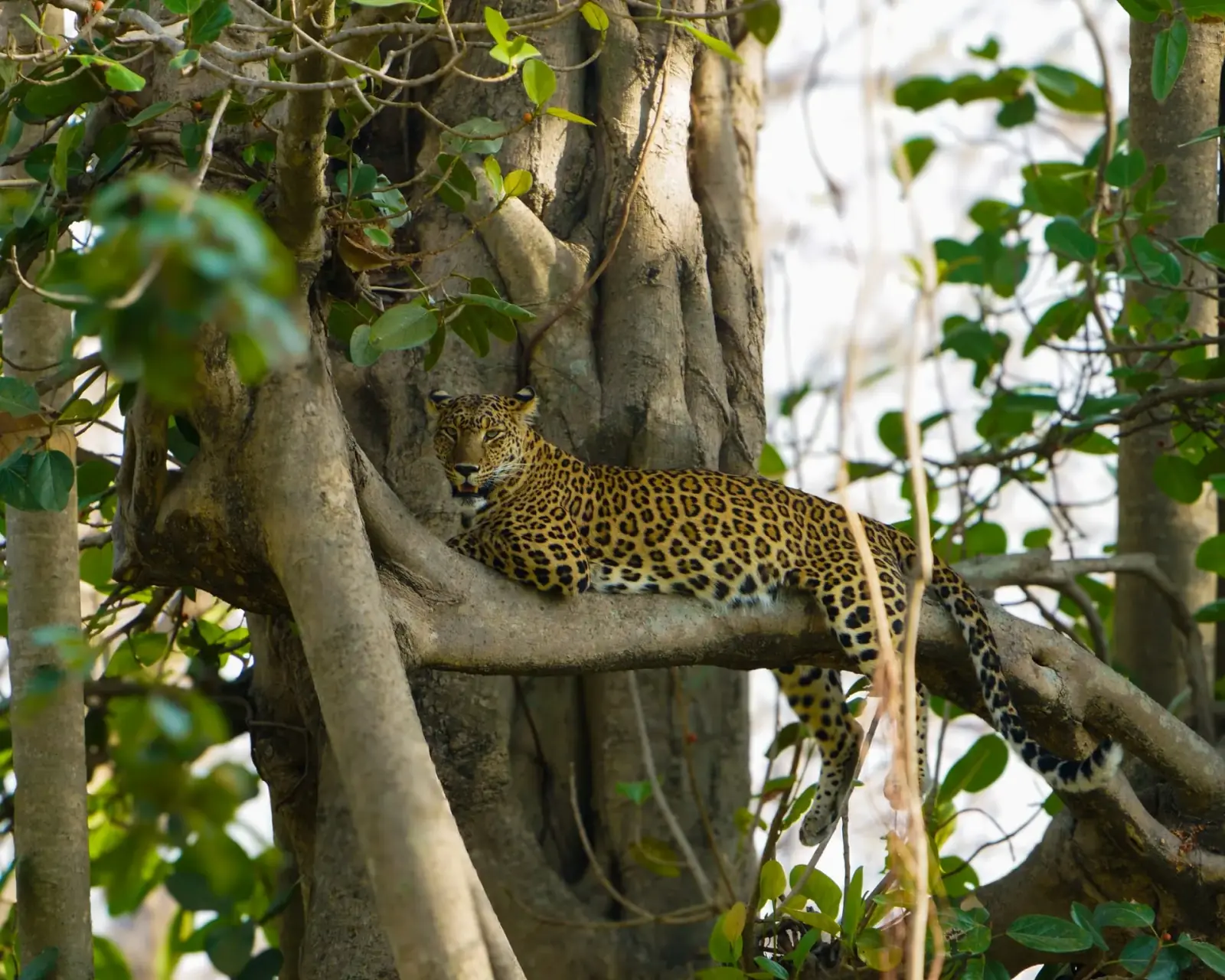 The leopards of Rajaji